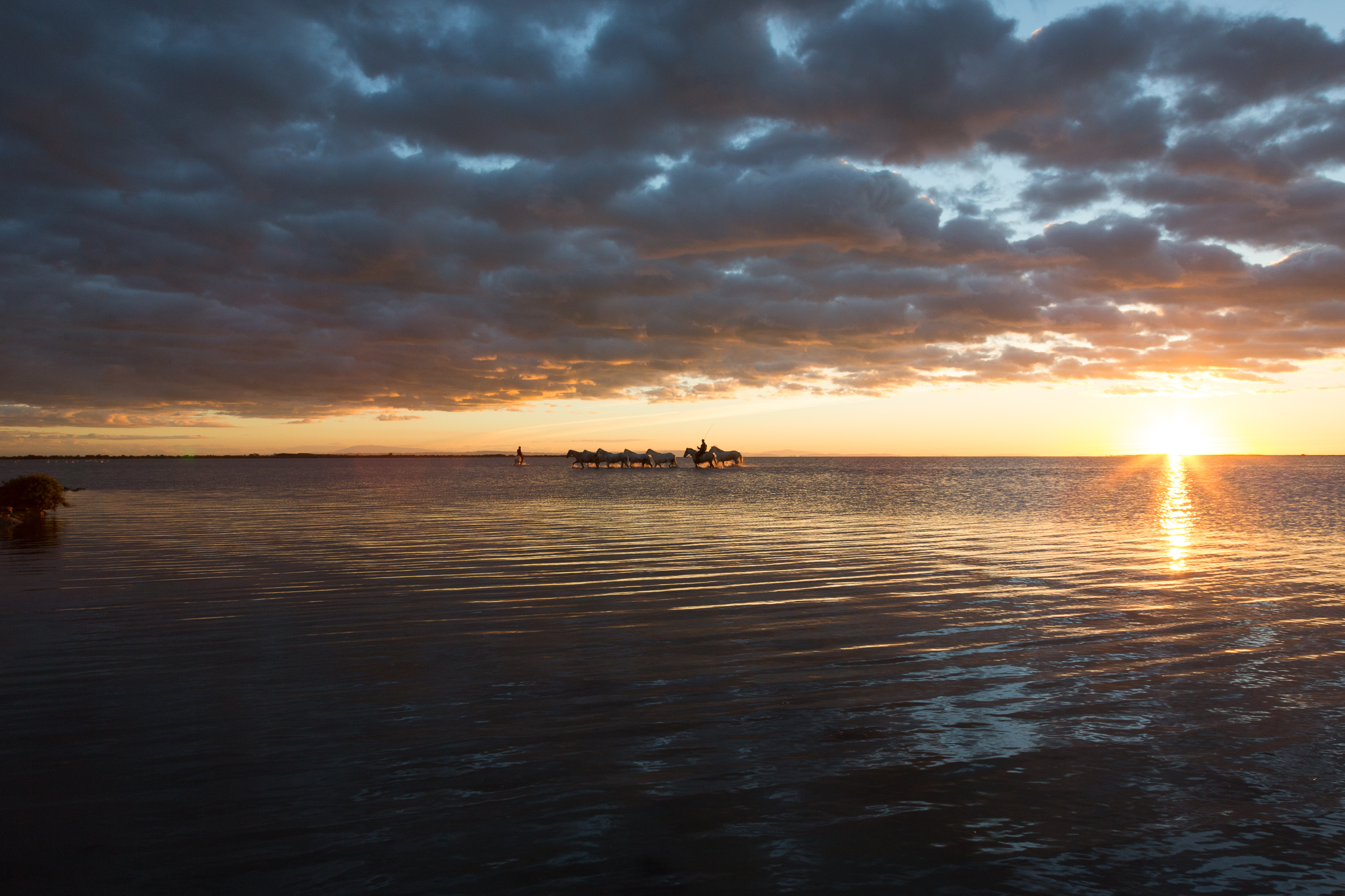 Bernard Crampon Photography - 001-2015 09 18 Camargue_0164