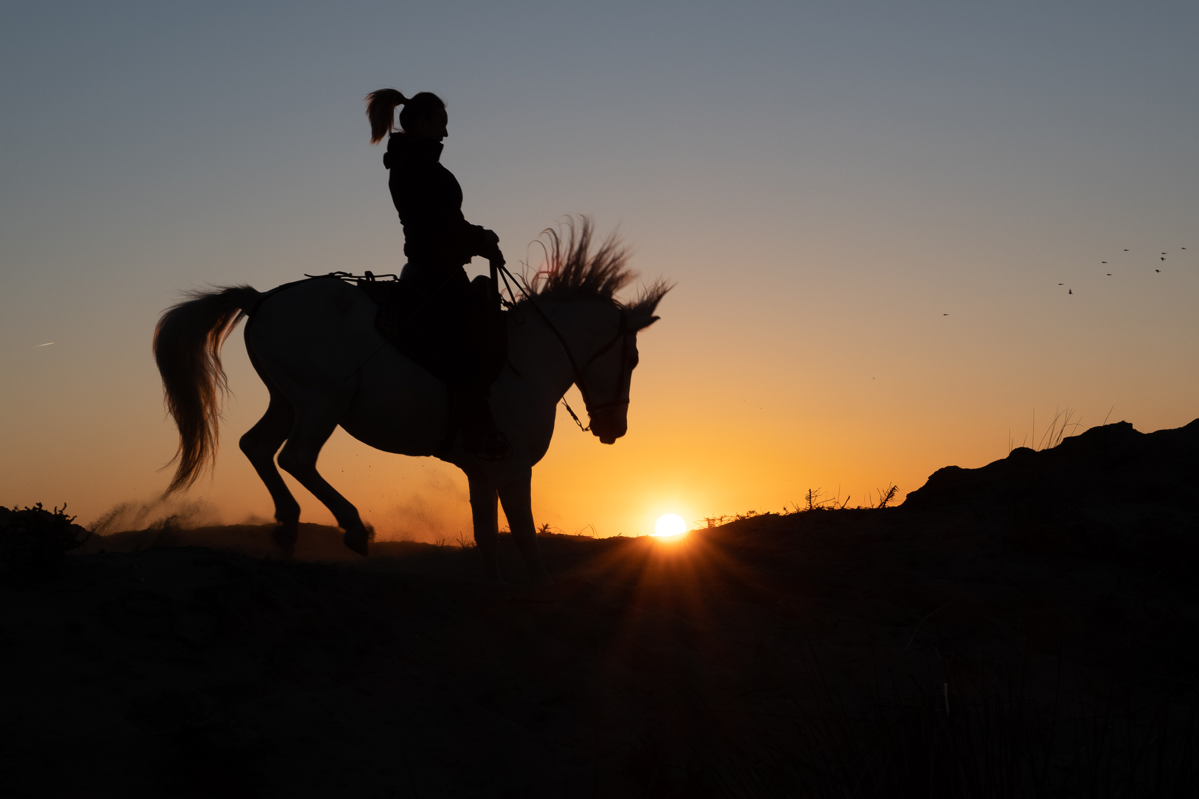 Bernard Crampon Photography - 005-2021-10-23-LaCamargue_0157
