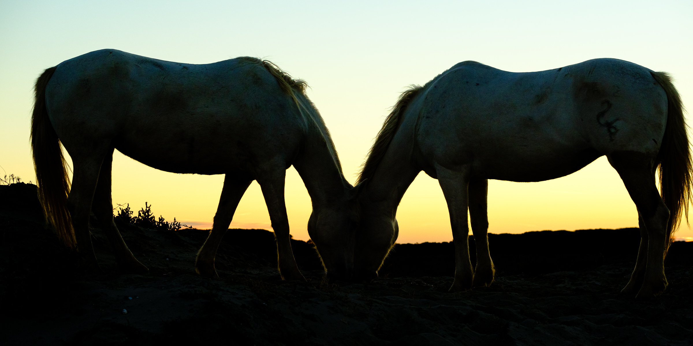 Bernard Crampon Photography - 006-2021-10-22_0715 La Camargue