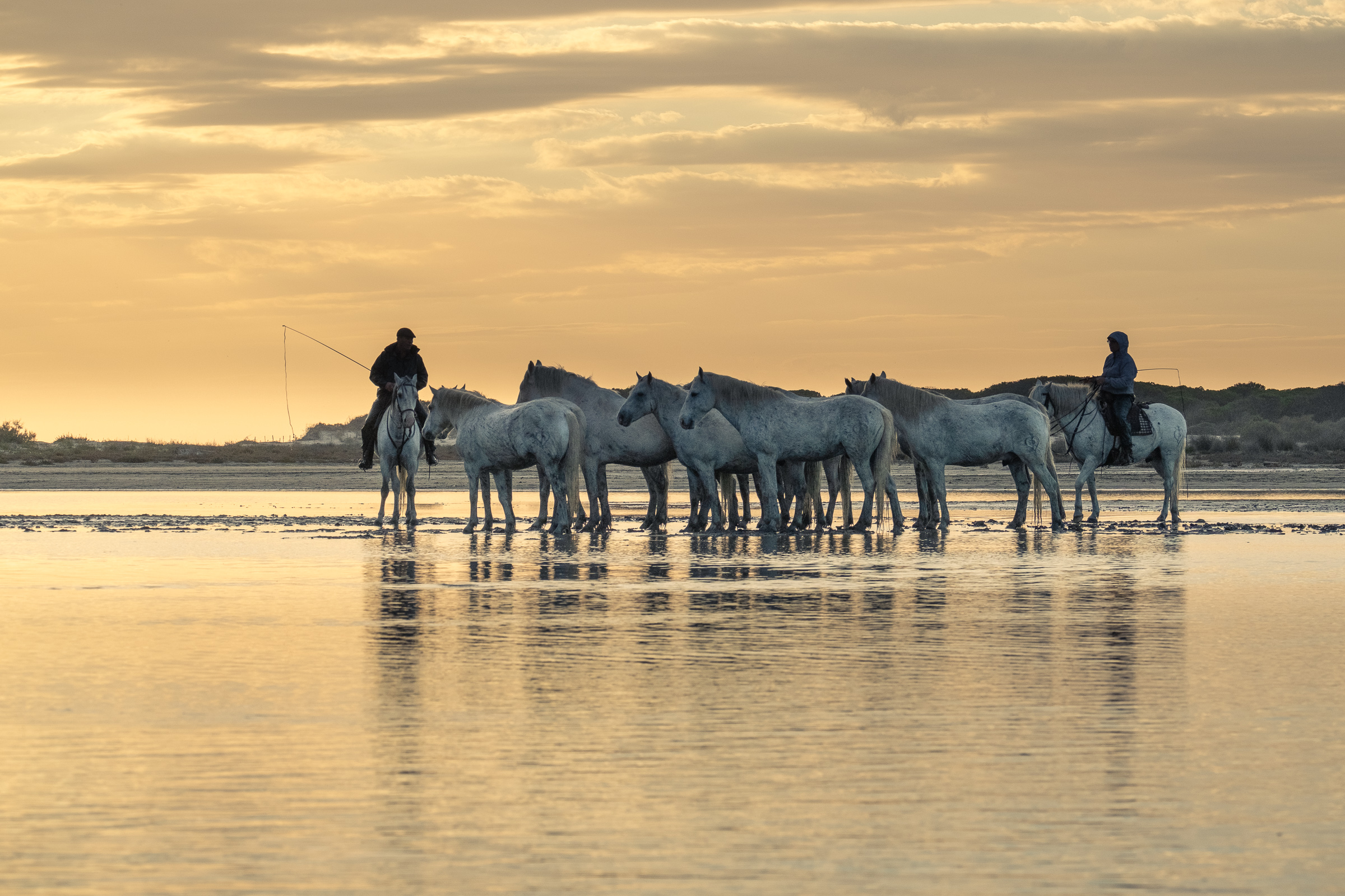 Bernard Crampon Photography - 007-2021-10-21_0396 La Camargue