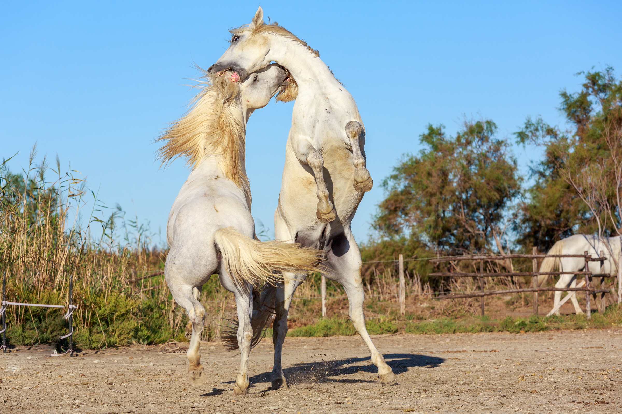 Bernard Crampon Photography - 013-2015 09 19 Camargue_0089