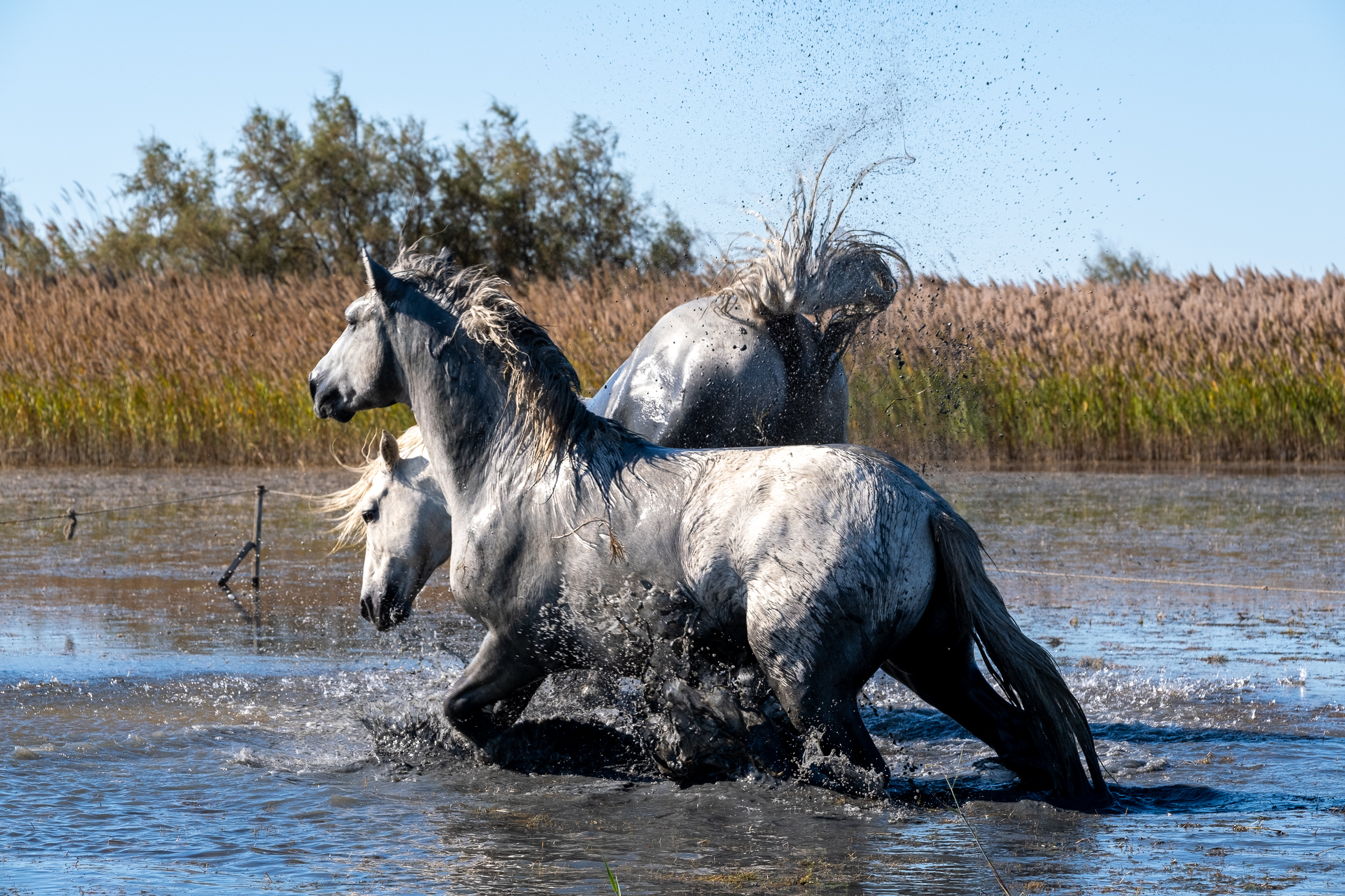 Bernard Crampon Photography - 015-2021-10-23-LaCamargue_0030