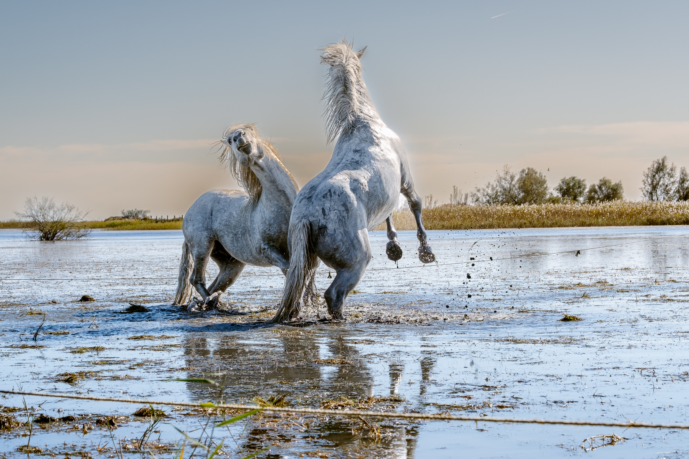 Bernard Crampon Photography - 016-2021-10-23-LaCamargue_0384