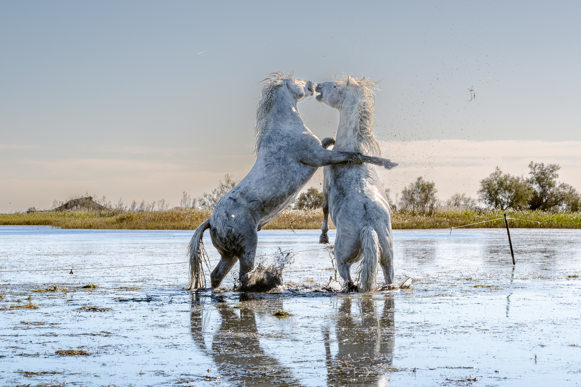 Bernard Crampon Photography - 017-2021-10-23-LaCamargue_0401