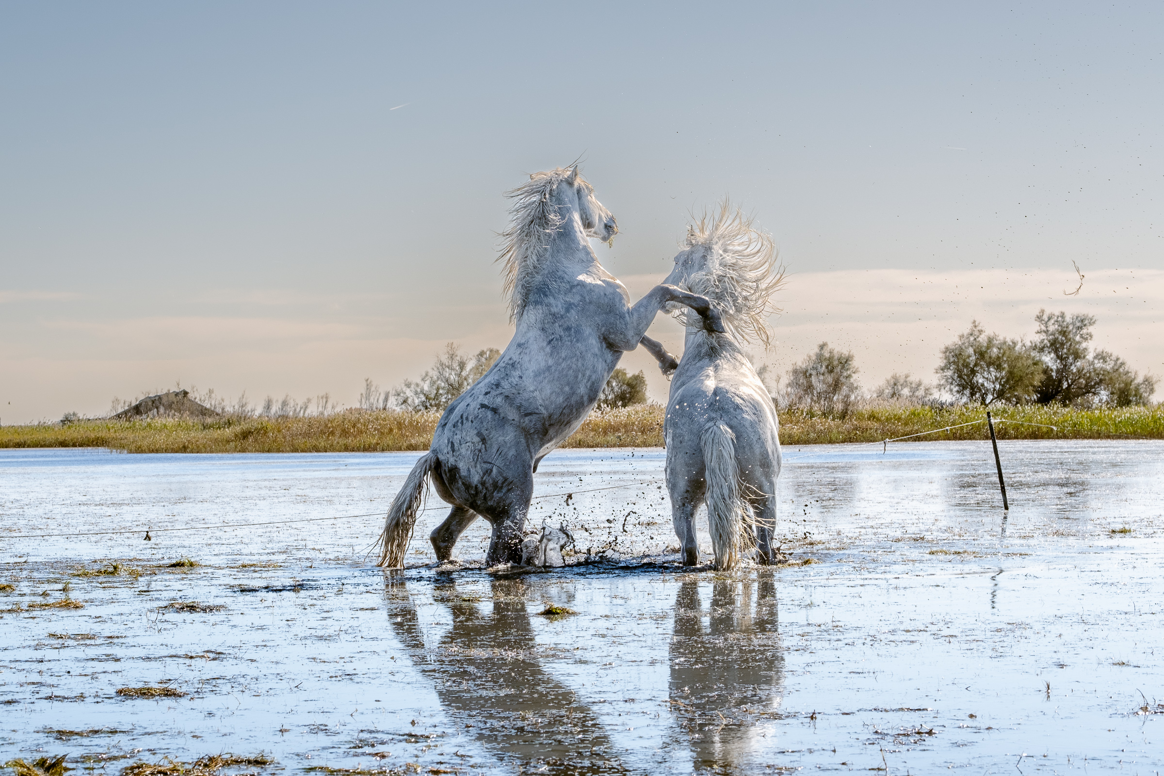 Bernard Crampon Photography - 018-2021-10-23-LaCamargue_0404