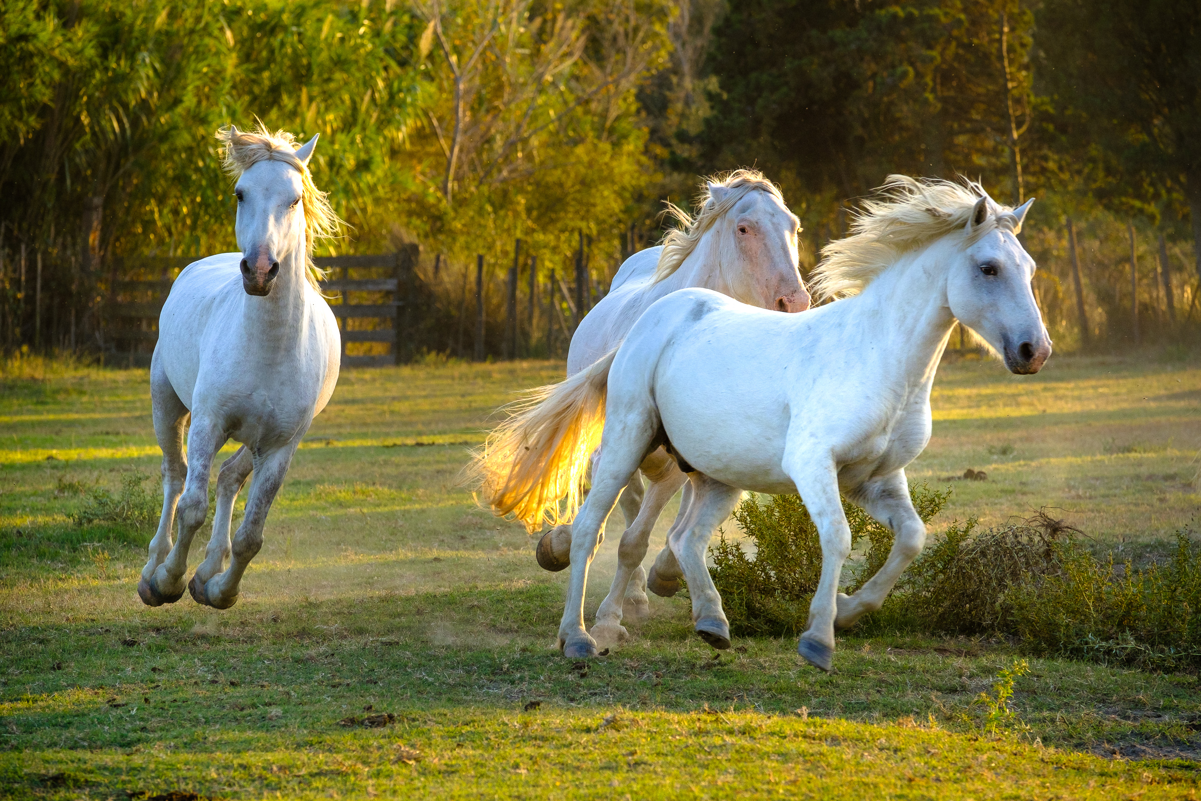Bernard Crampon Photography - 020-2018 10 06 Chevaux_0421