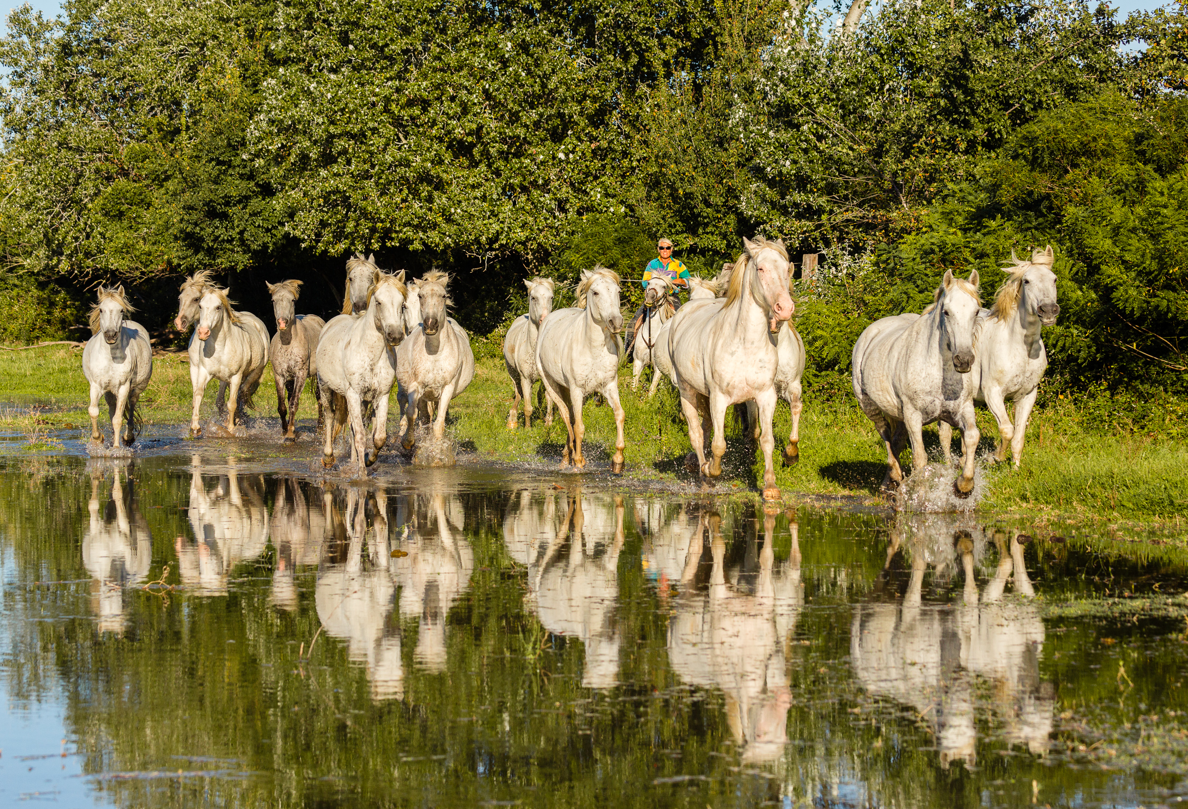 Bernard Crampon Photography - 021-2015 09 18 Camargue_0090