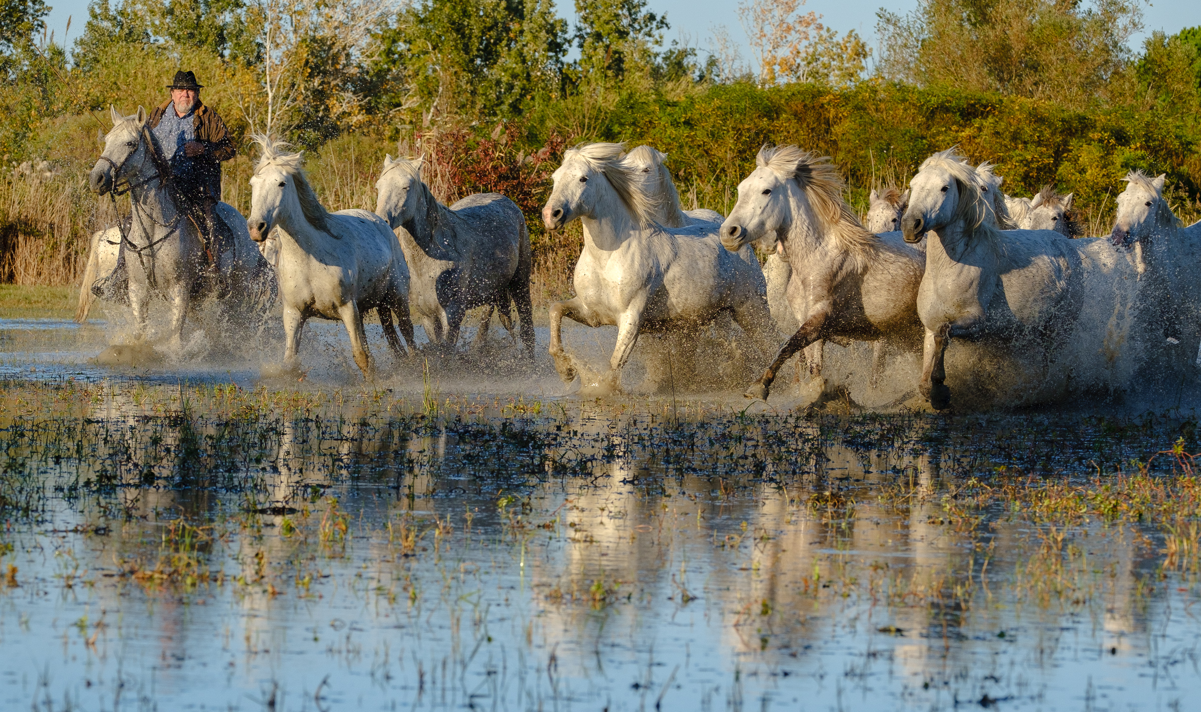 Bernard Crampon Photography - 022-2021-10-23_0185 La Camargue