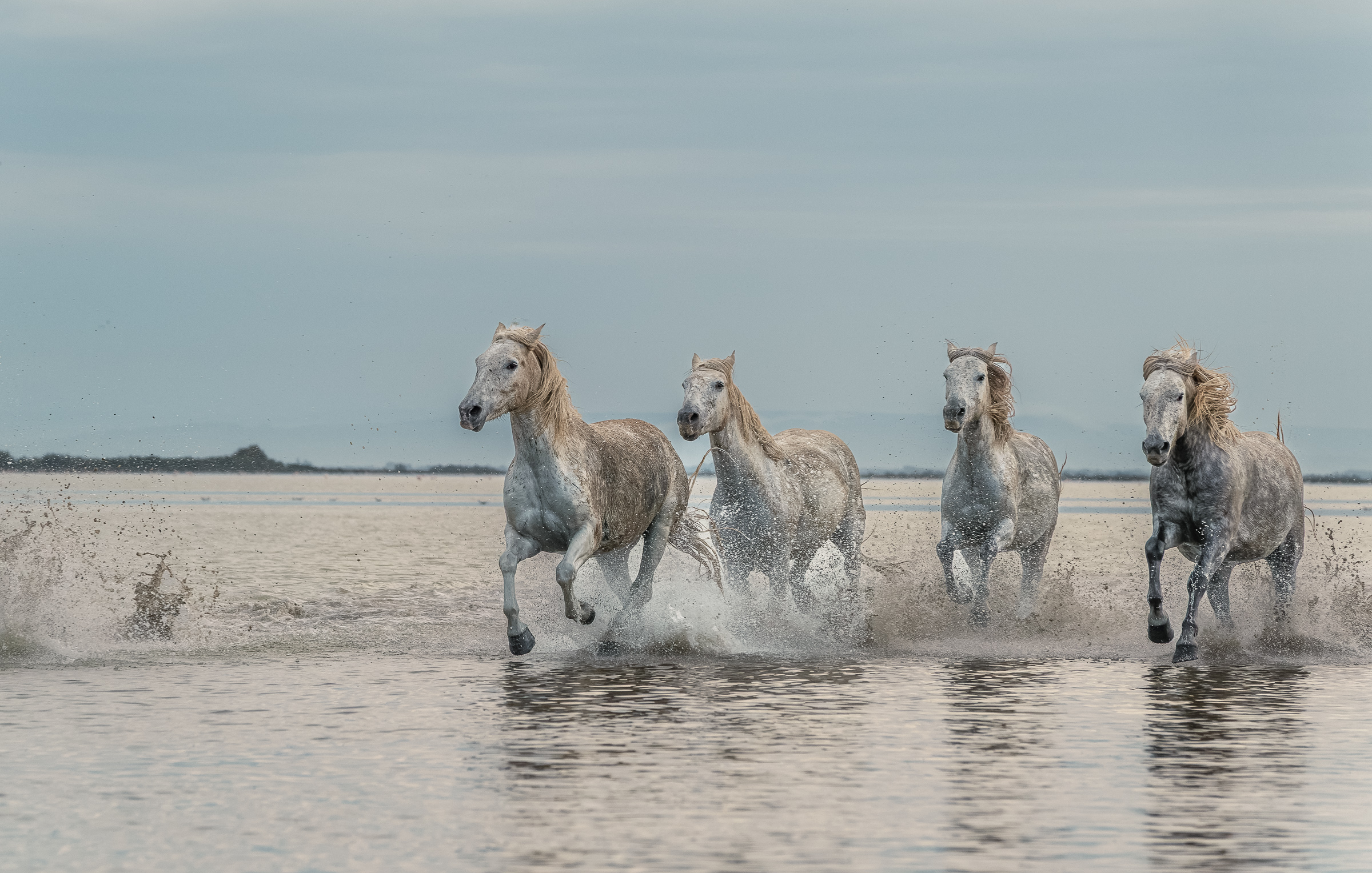 Bernard Crampon Photography - 025-2021-10-21_0043 La Camargue-RAF_DxO_DeepPRIME