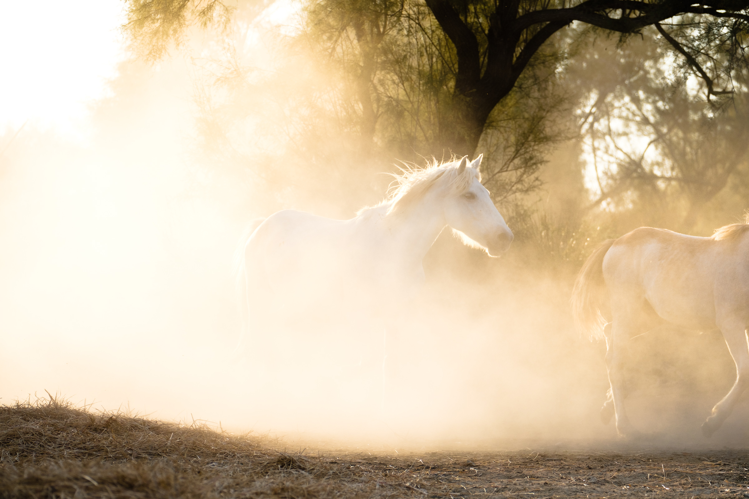 Bernard Crampon Photography - 026-2018 10 05 Chevaux_0760