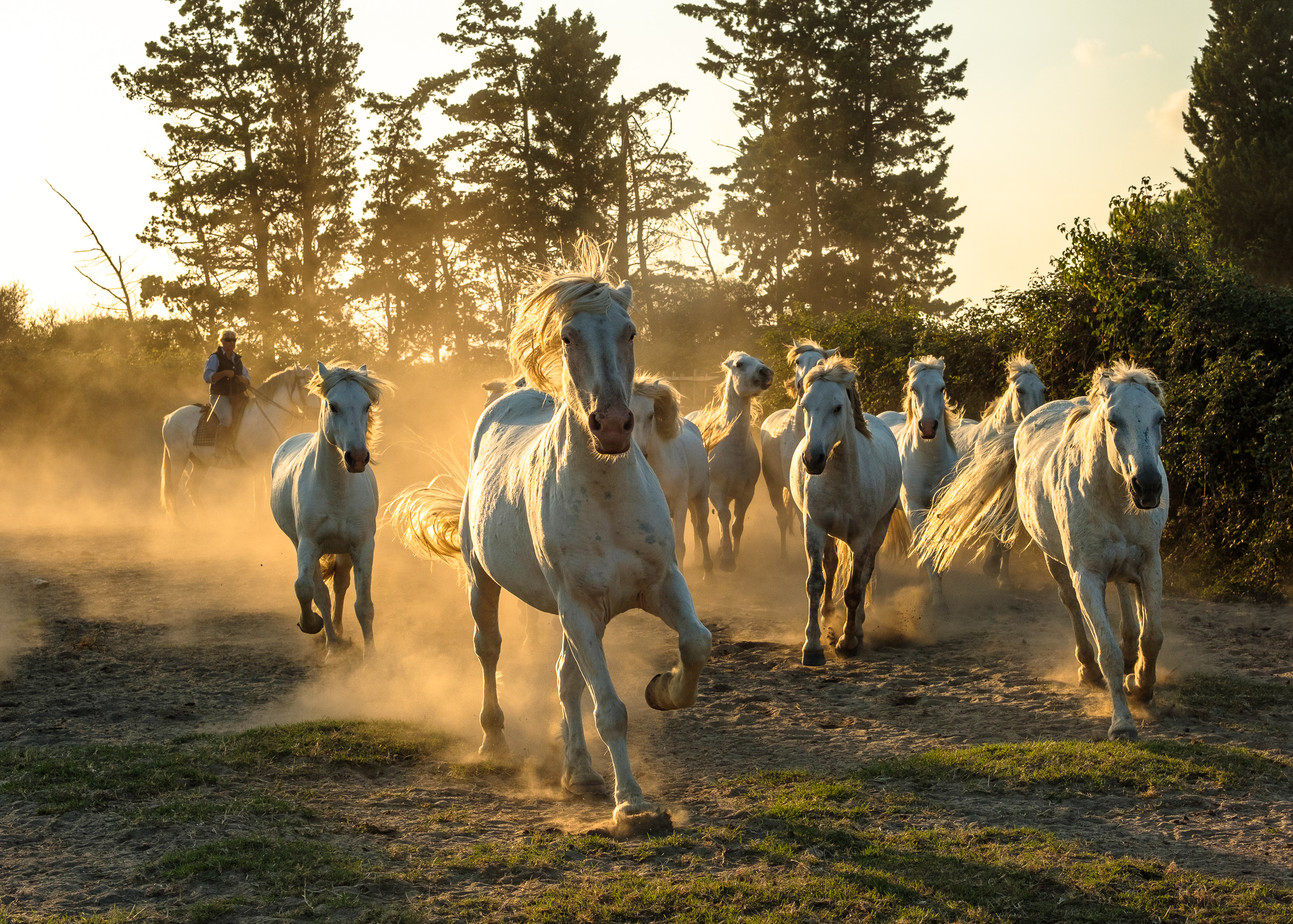Bernard Crampon Photography - 027-2018 10 06 Chevaux_0289