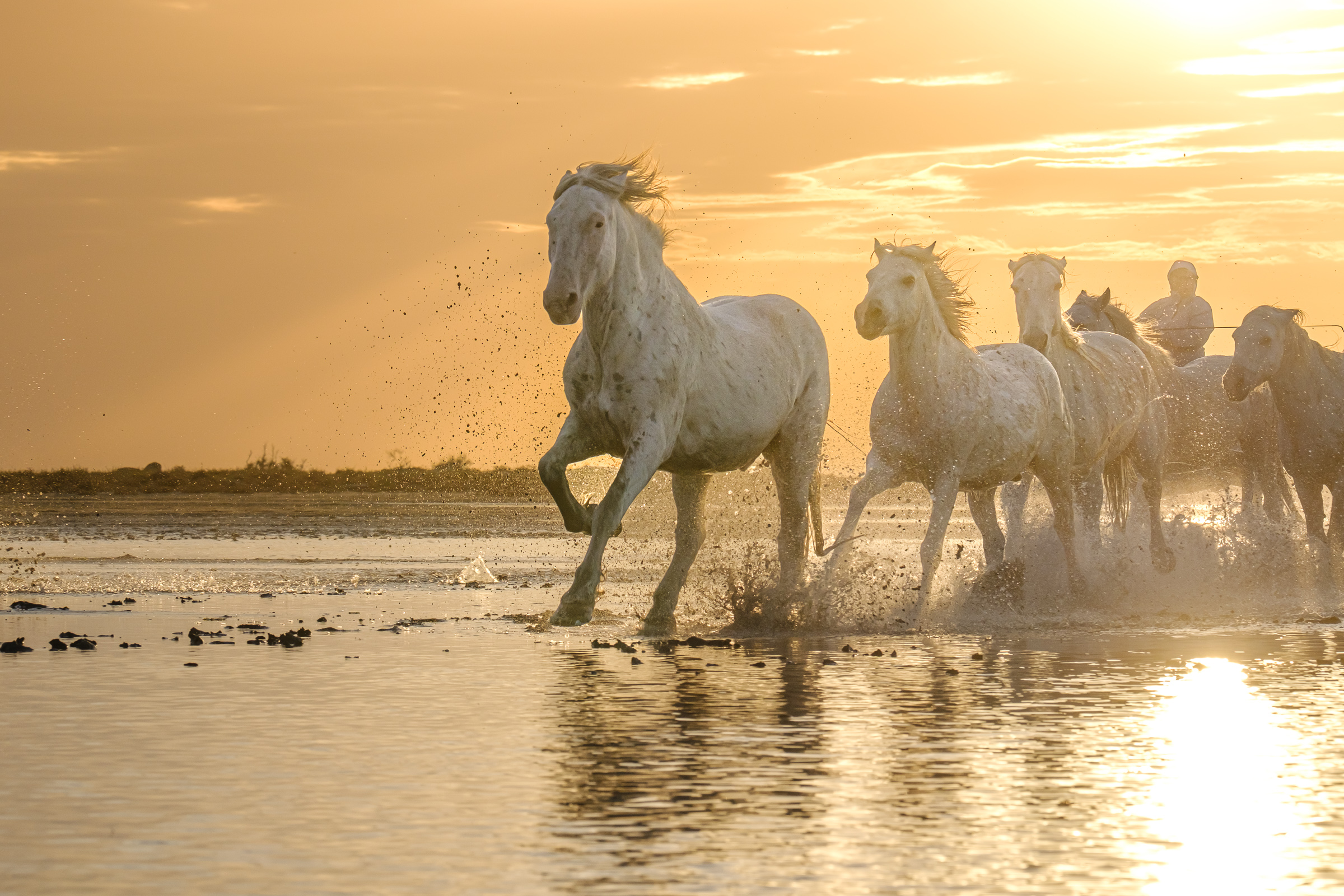 Bernard Crampon Photography - 028-2021-10-21_0511 La Camargue