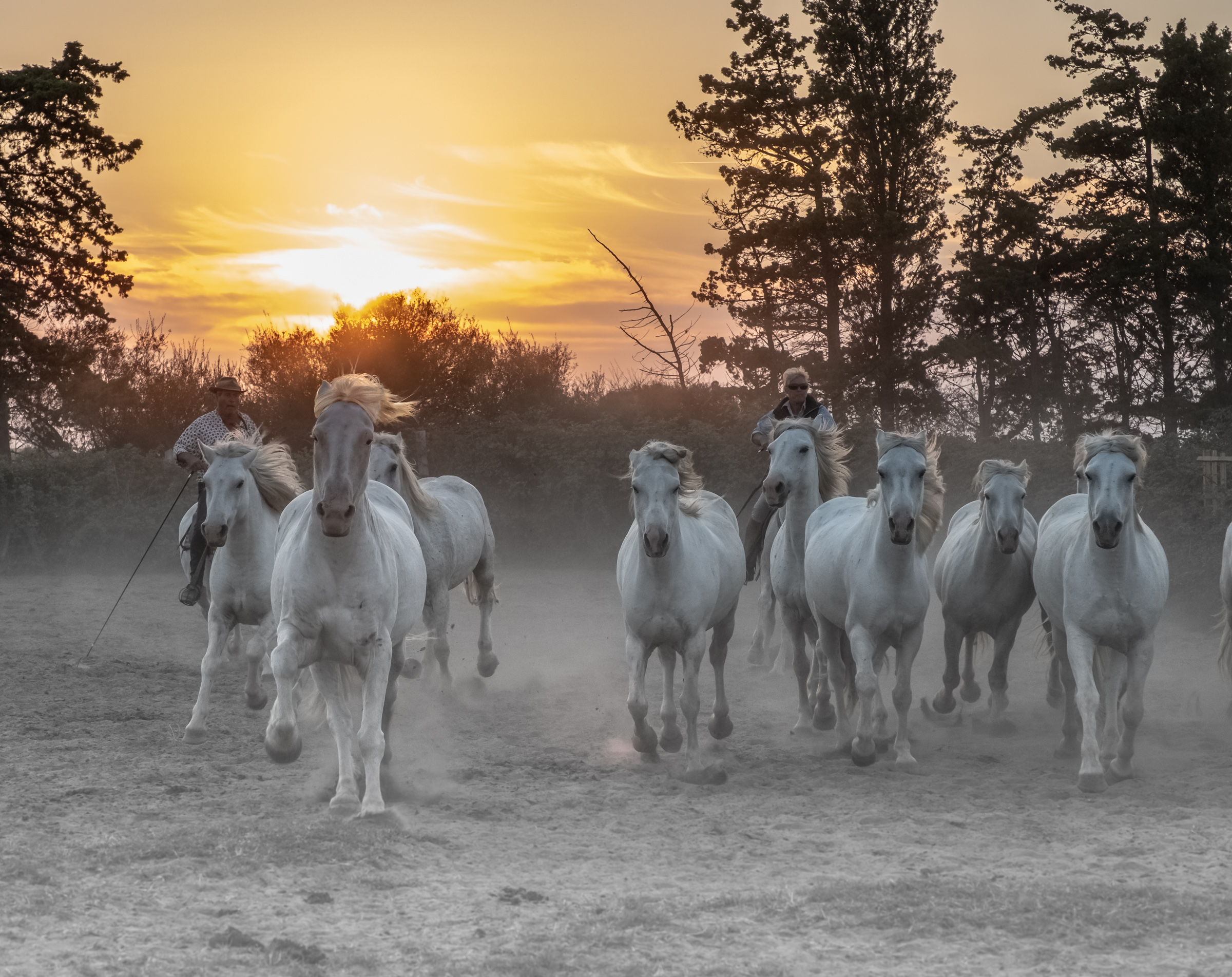 Bernard Crampon Photography - 029-2018 10 06 Chevaux_0897