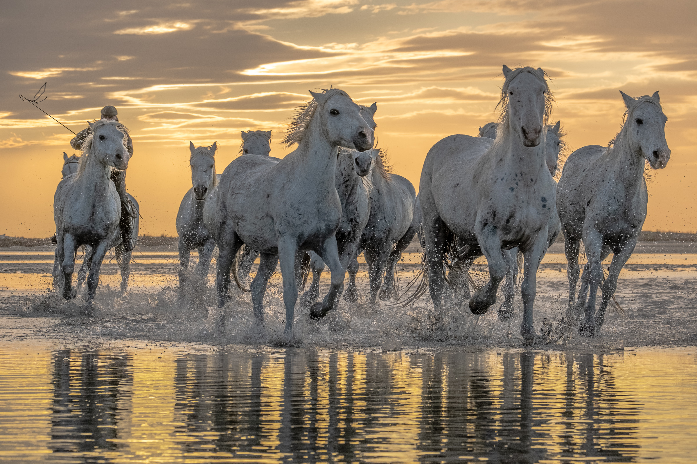 Bernard Crampon Photography - 030-2021-10-21_0419 La Camargue