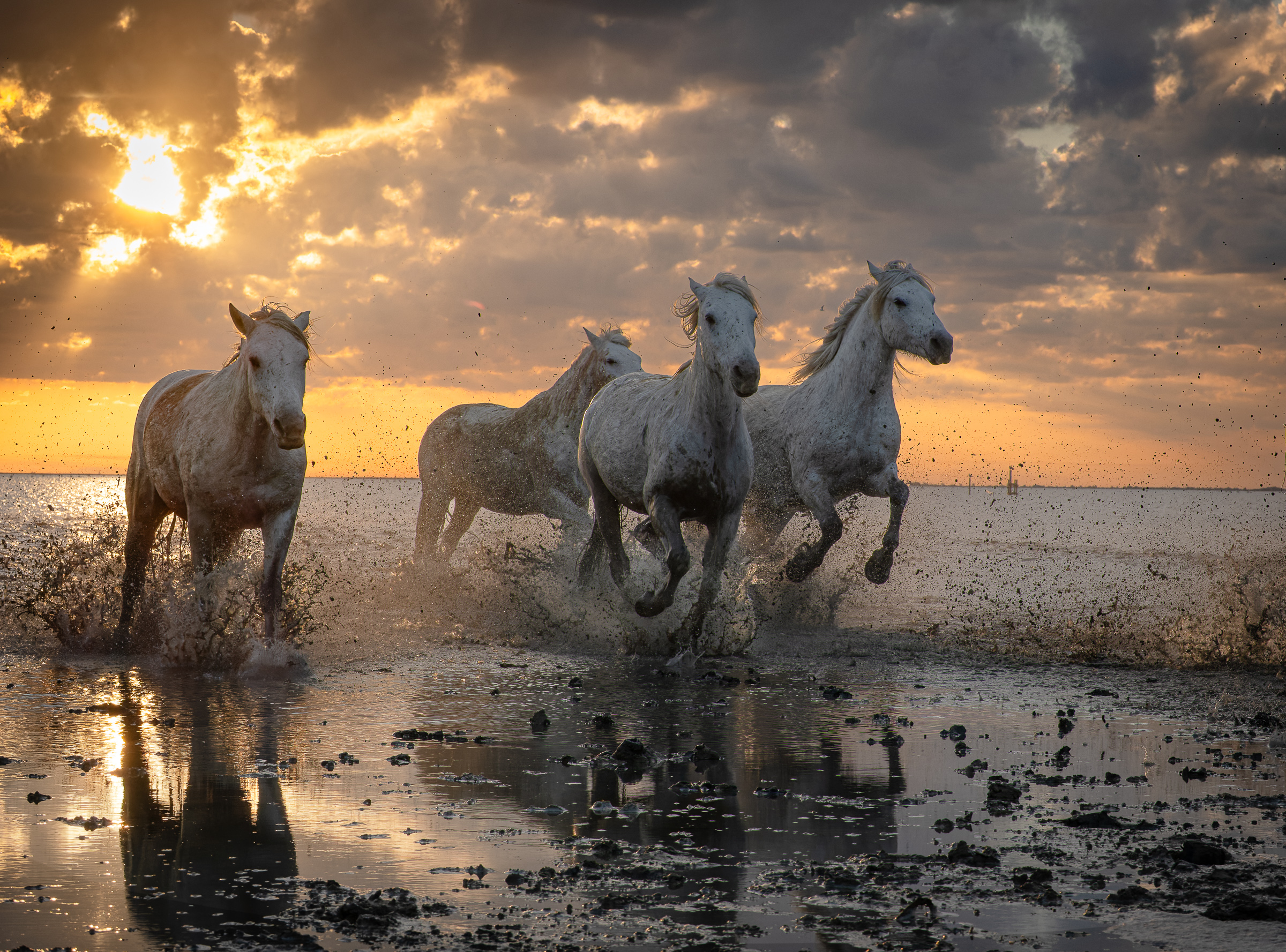 Bernard Crampon Photography - 032-2021-10-24_0708 La Camargue-RAF_DxO_DeepPRIME