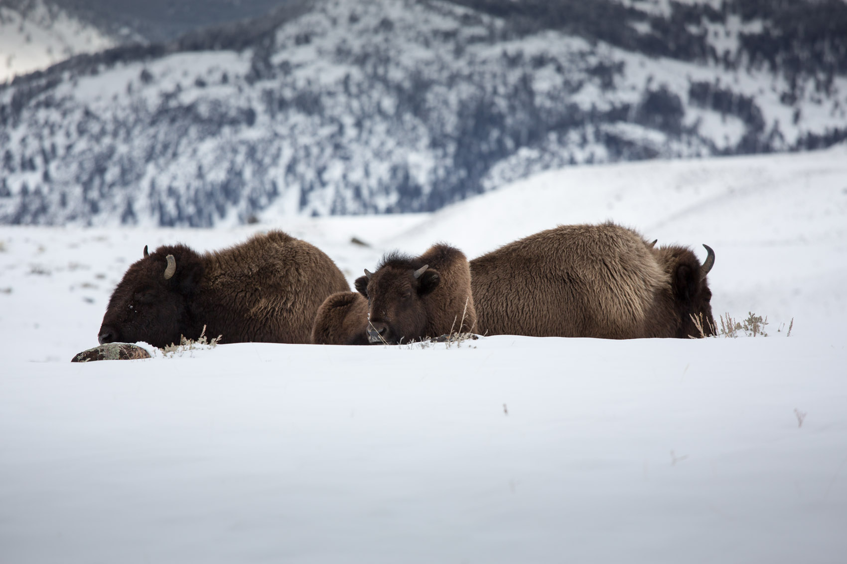 Bernard Crampon Photography - Yellowstone National Park