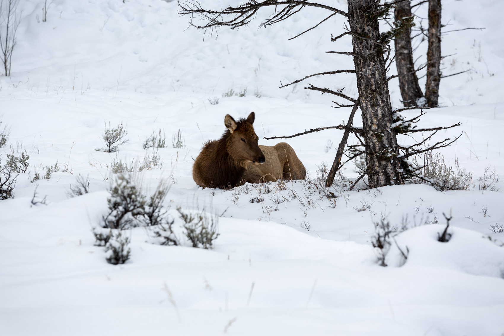 Bernard Crampon Photography - Yellowstone National Park