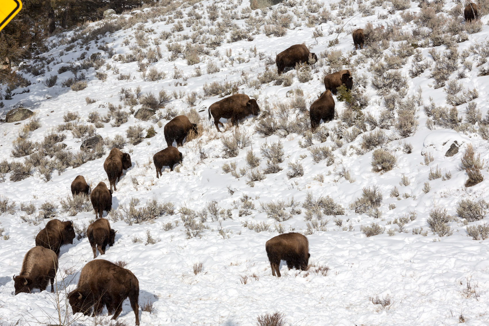 Bernard Crampon Photography - Yellowstone National Park