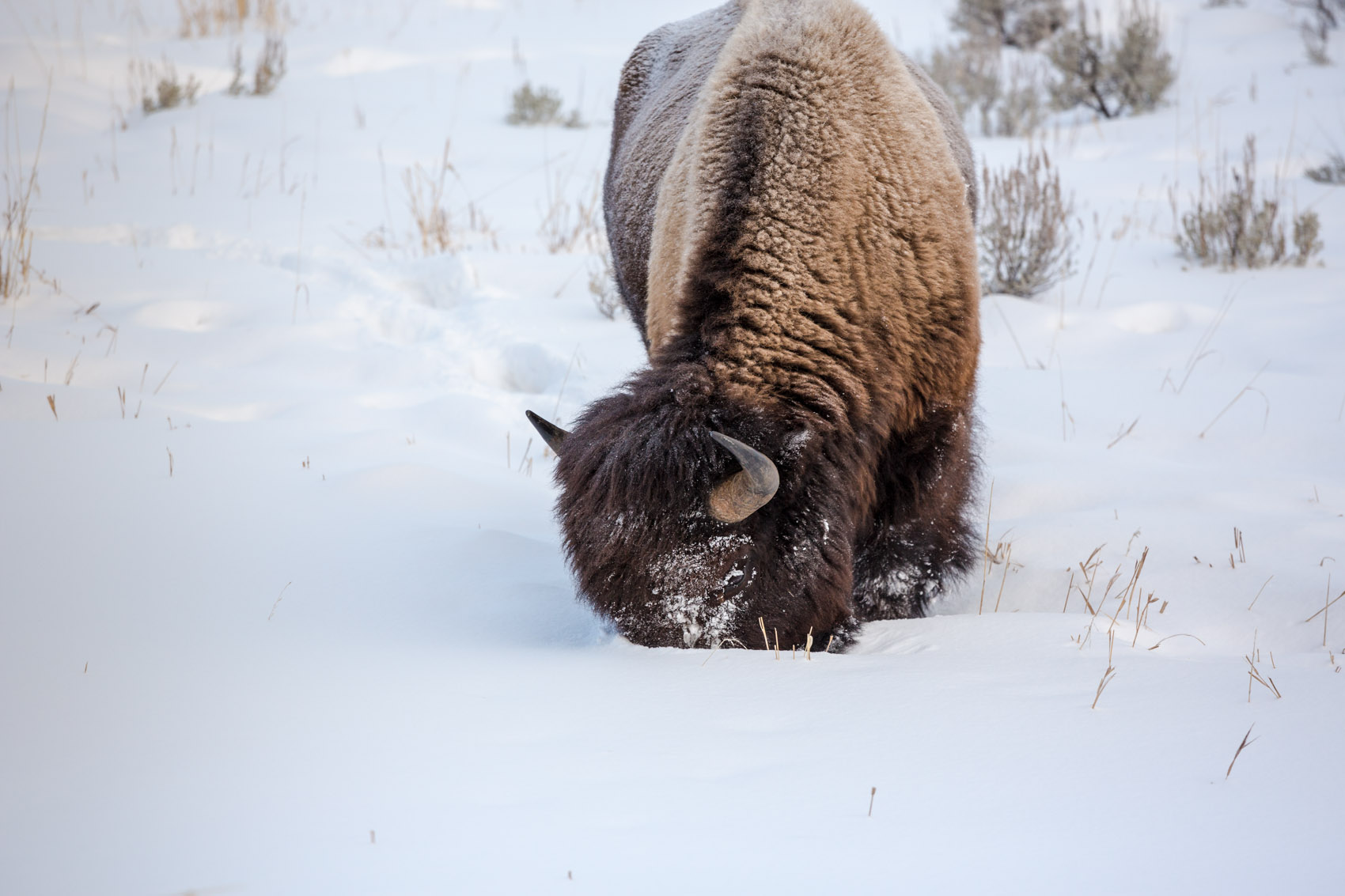 Bernard Crampon Photography - Yellowstone National Park