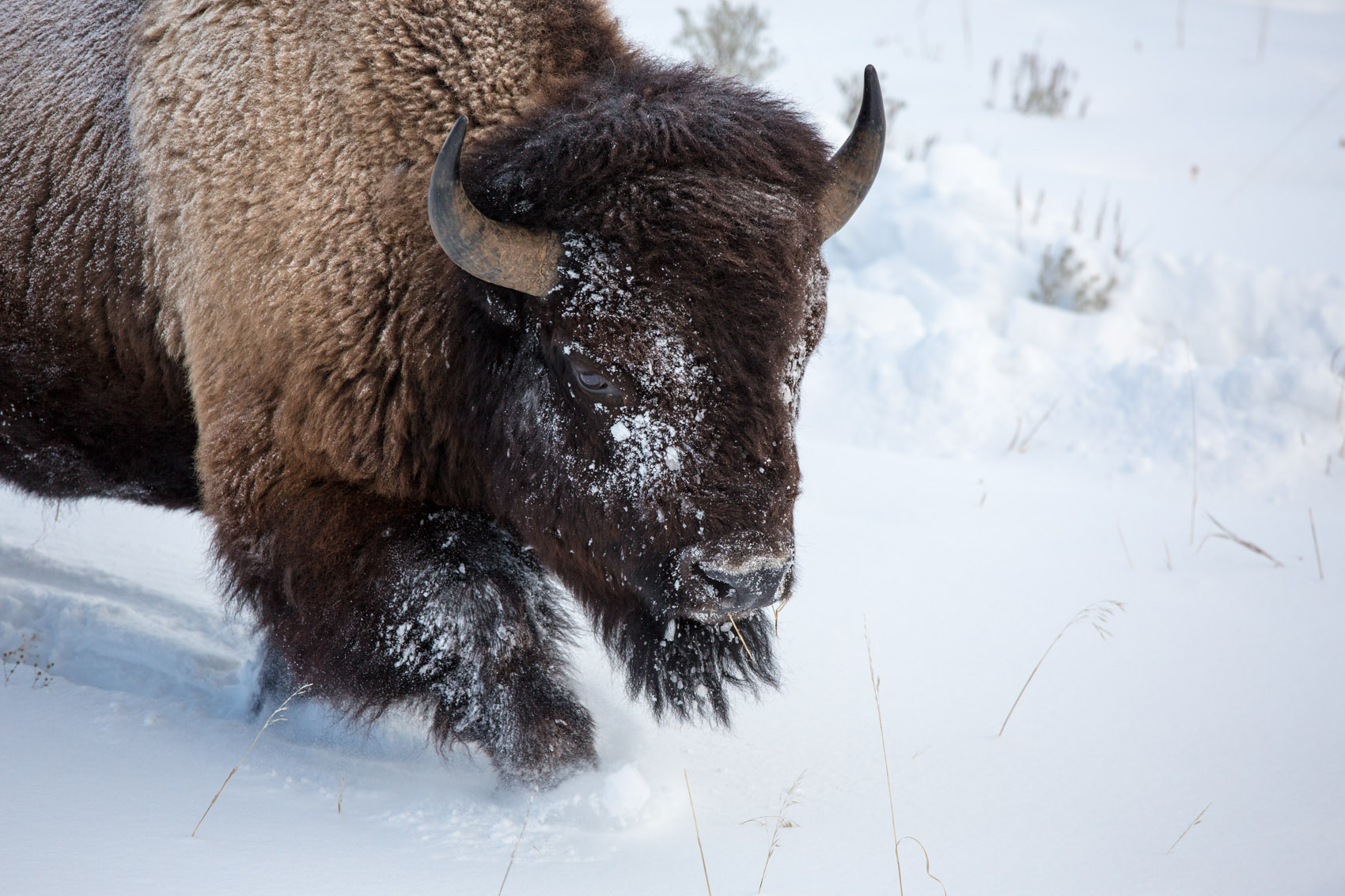 Bernard Crampon Photography - Yellowstone National Park