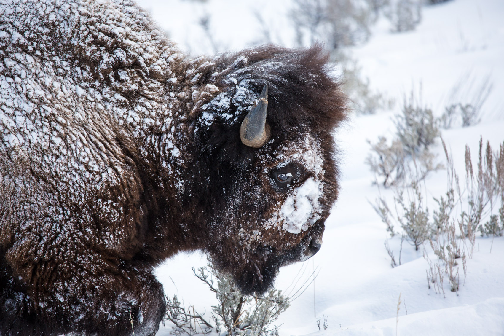 Bernard Crampon Photography - Yellowstone National Park