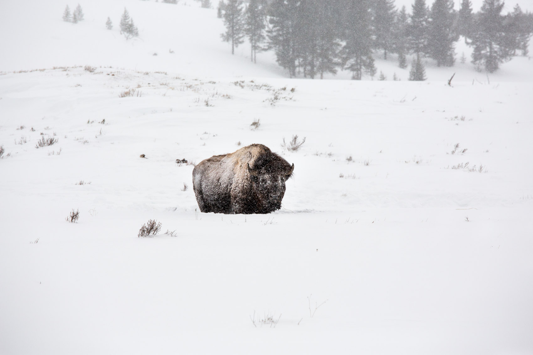 Bernard Crampon Photography - Yellowstone National Park