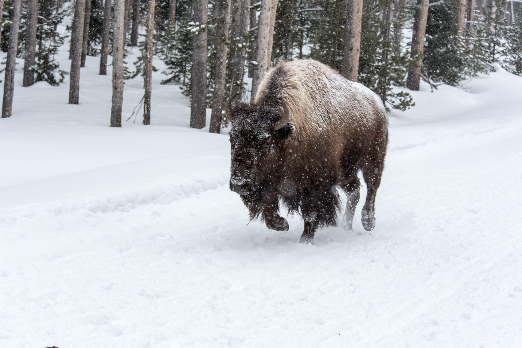 Bernard Crampon Photography - Yellowstone National Park
