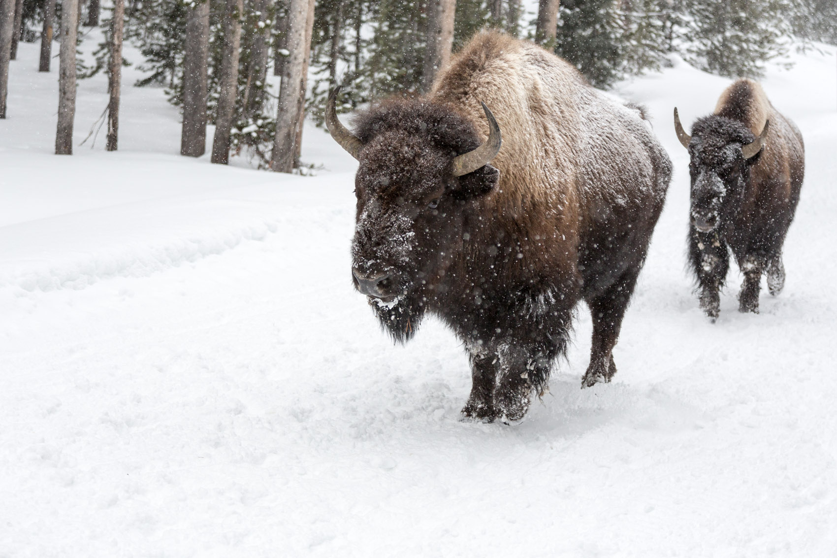 Bernard Crampon Photography - Yellowstone National Park