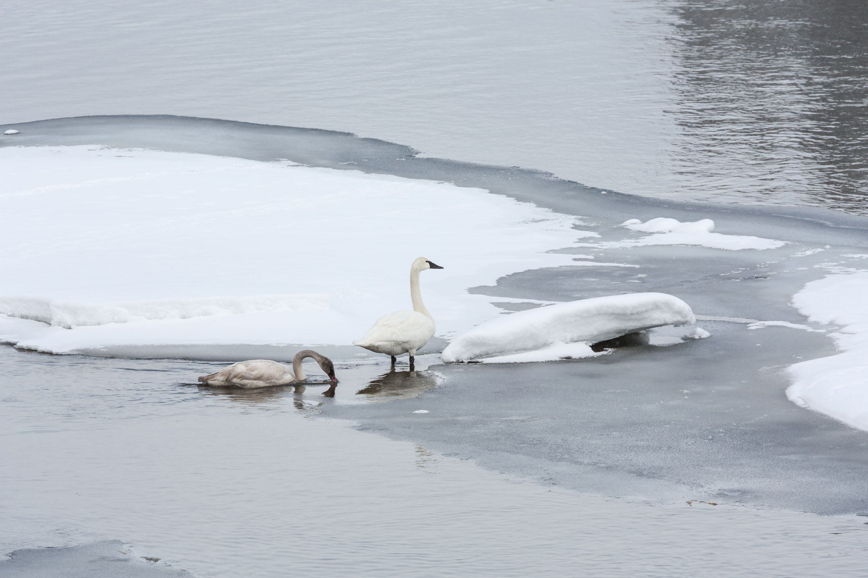 Bernard Crampon Photography - Yellowstone National Park