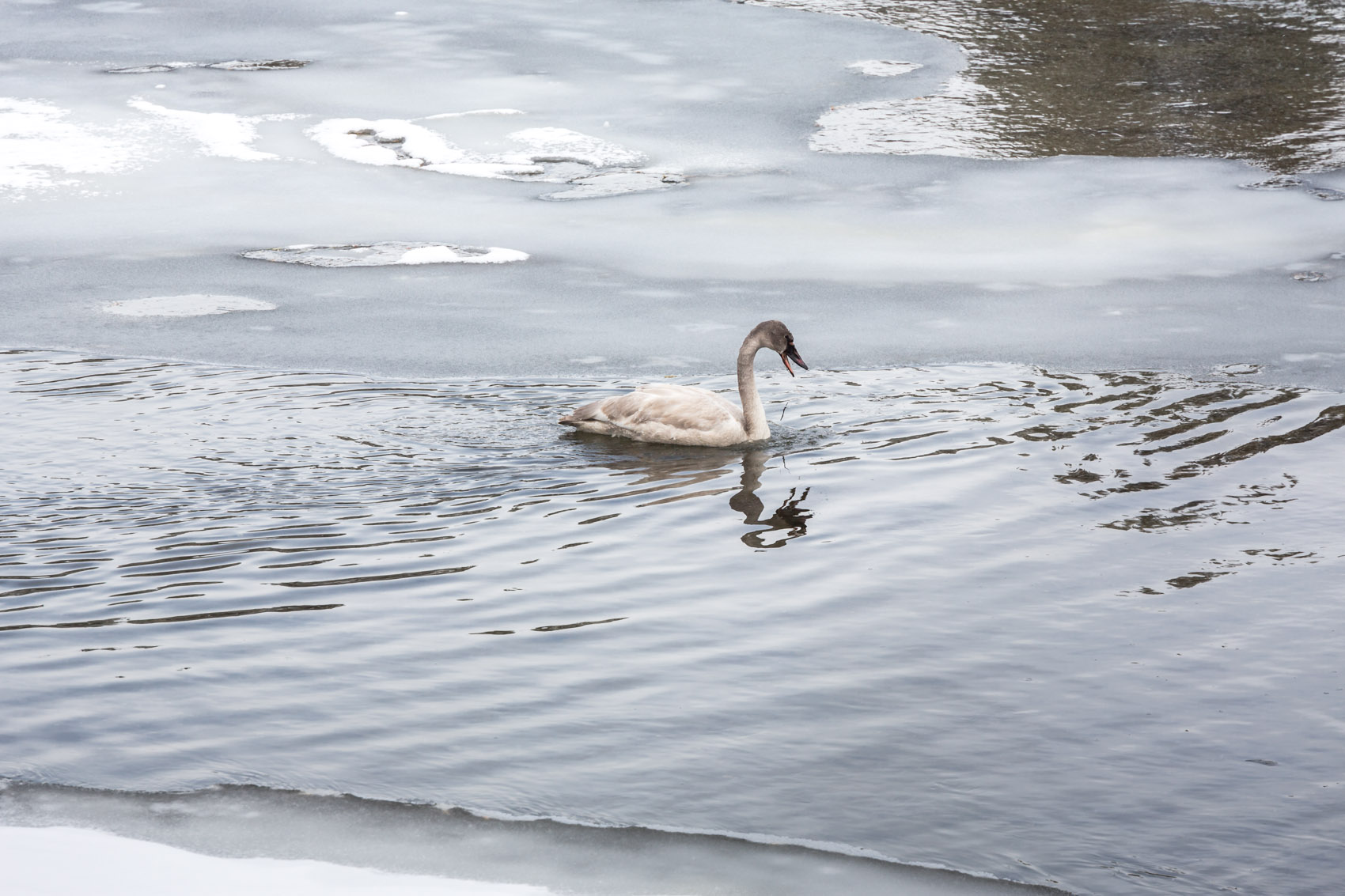 Bernard Crampon Photography - Yellowstone National Park