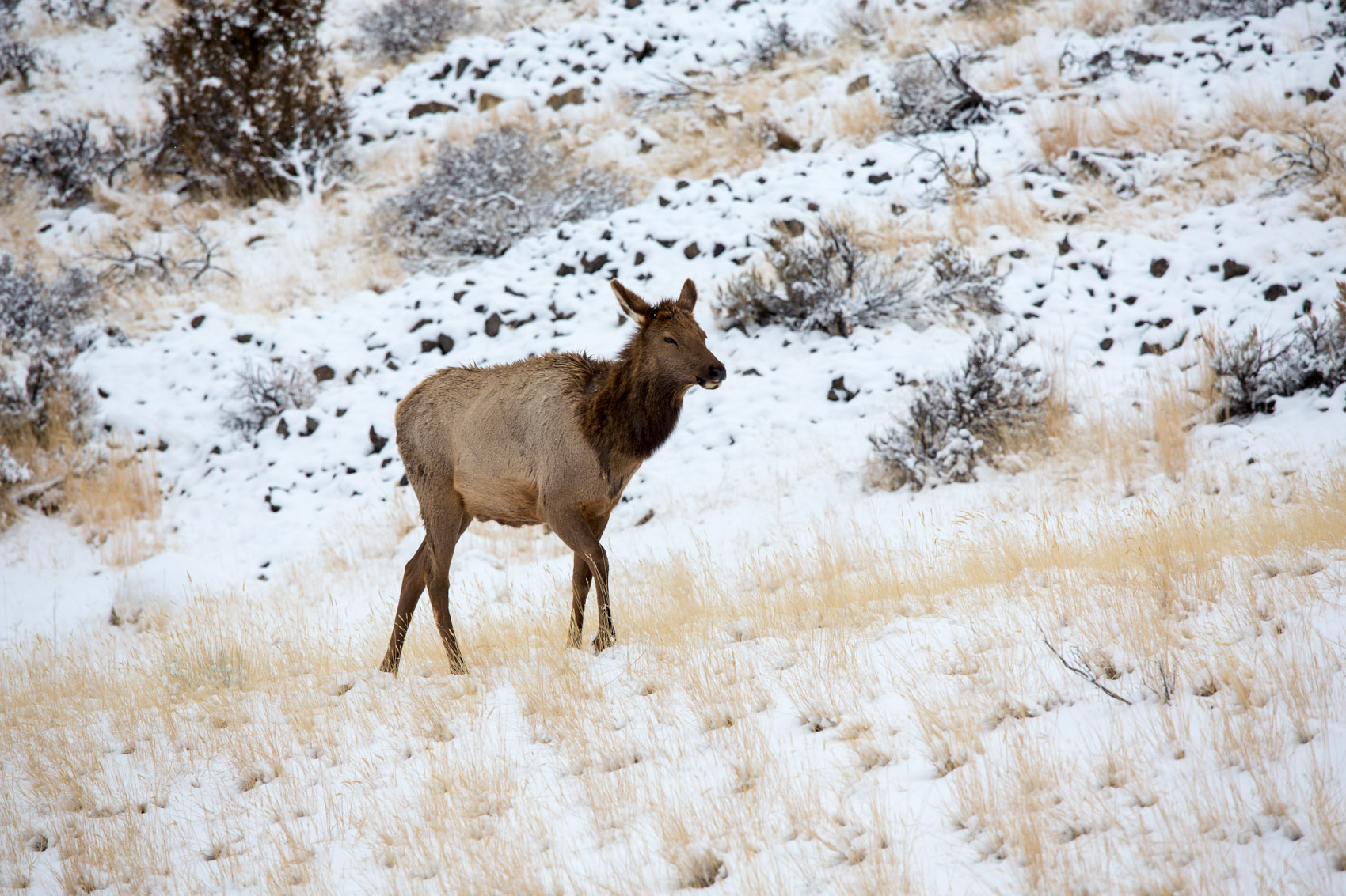 Bernard Crampon Photography - Yellowstone National Park