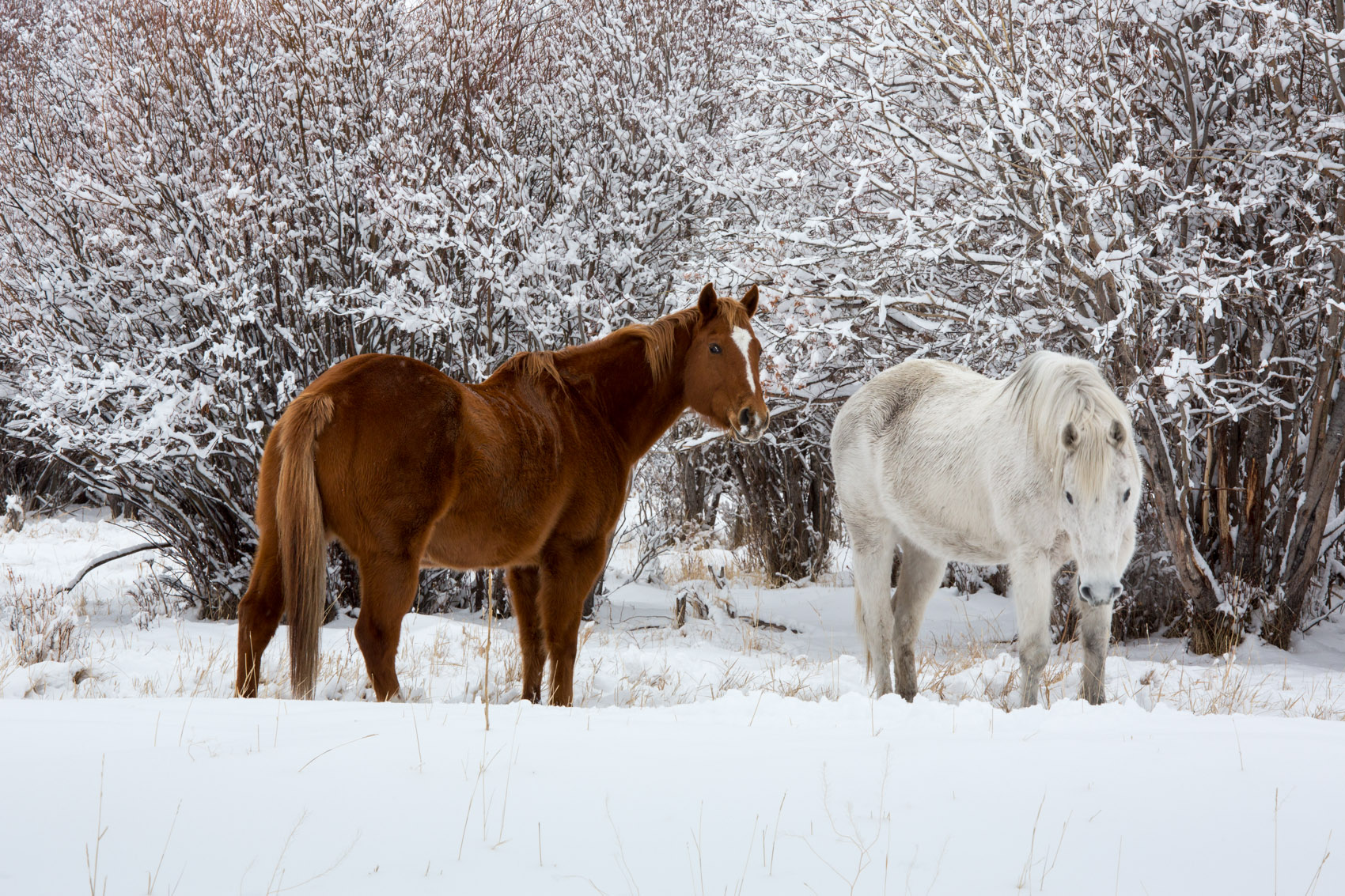 Bernard Crampon Photography - 2013 01 31 Yellowstone_0080