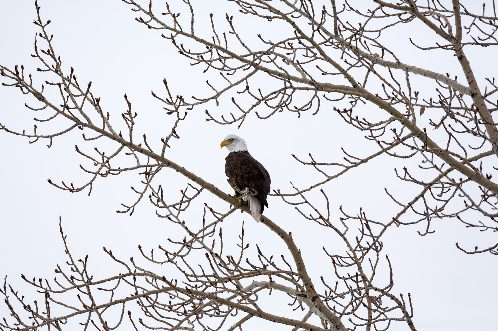 Bernard Crampon Photography - Bald Eagle