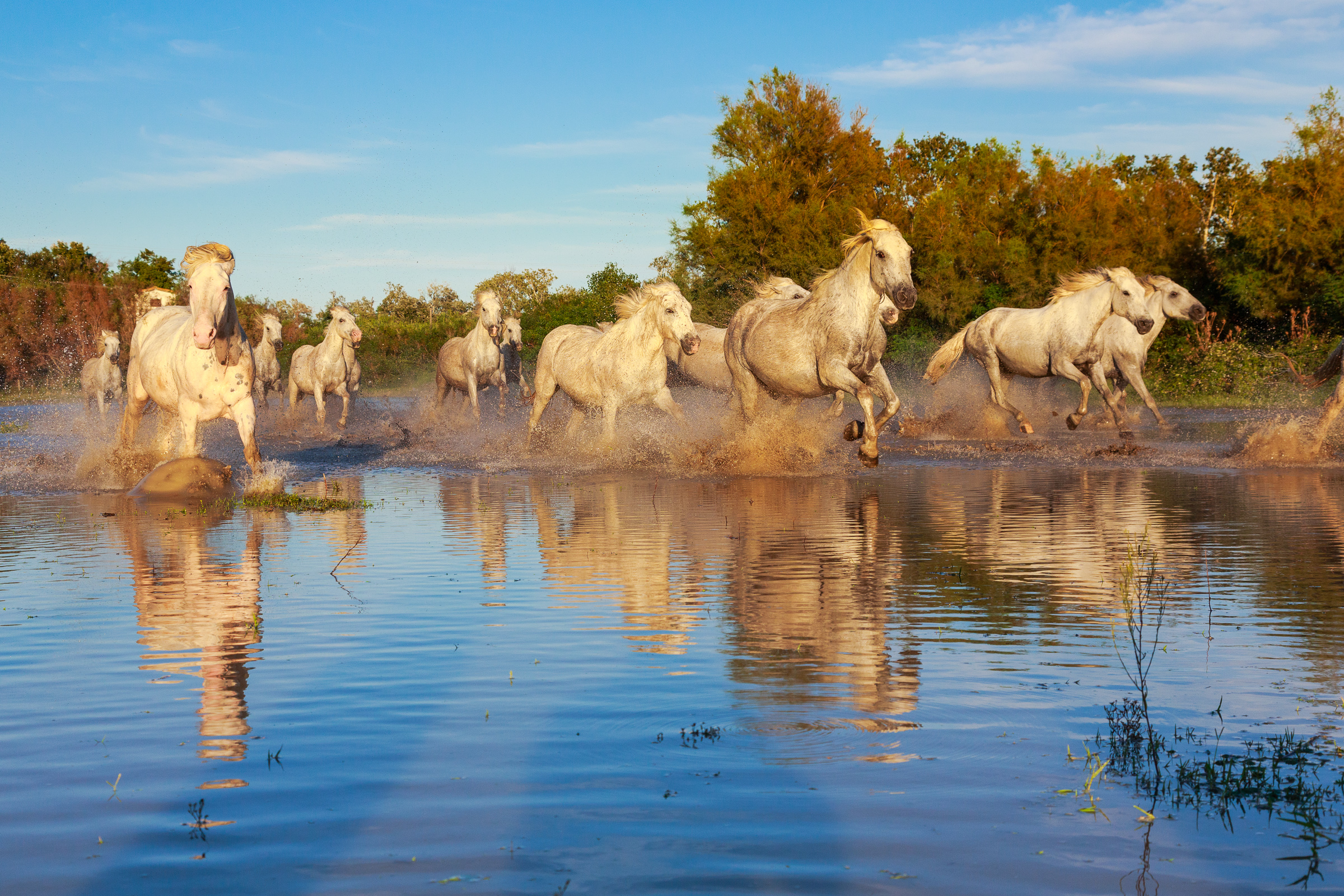 Bernard Crampon Photography - 2015 09 18 Camargue_0258-3