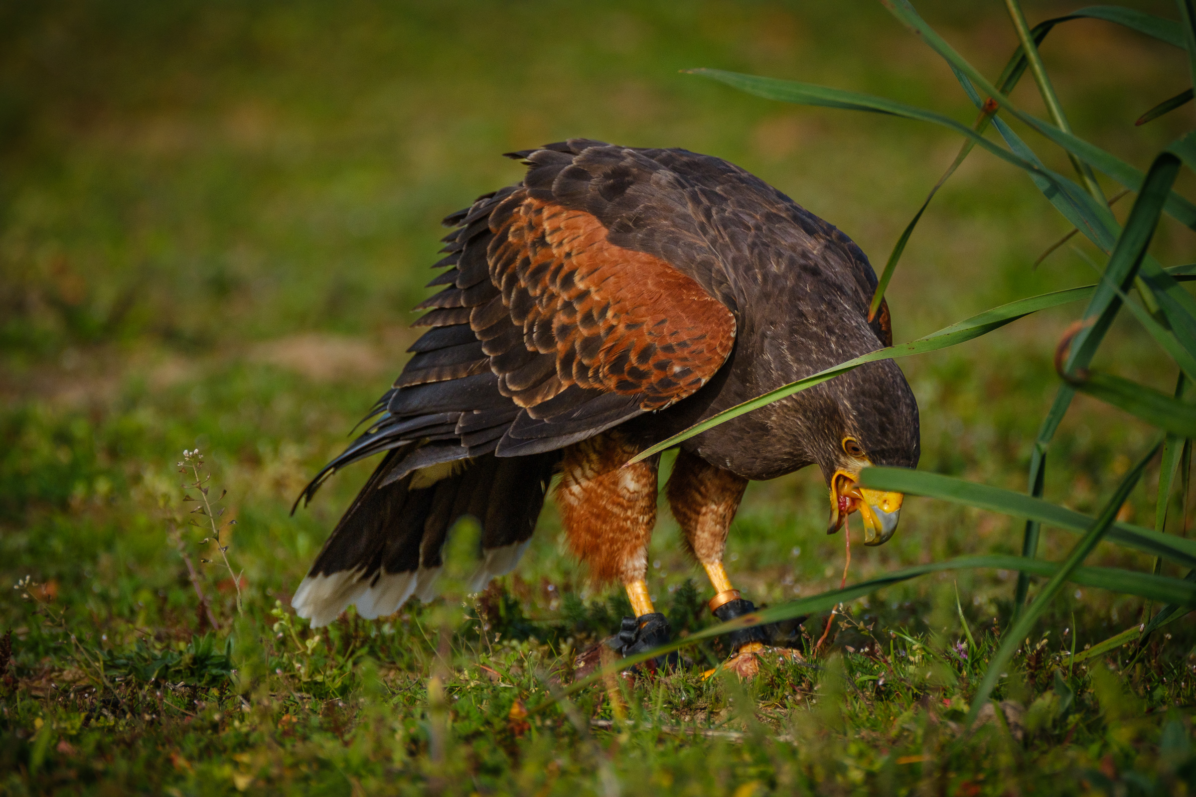 Bernard Crampon Photography - 2023-02-18 Taller de Rapaces_2274-2