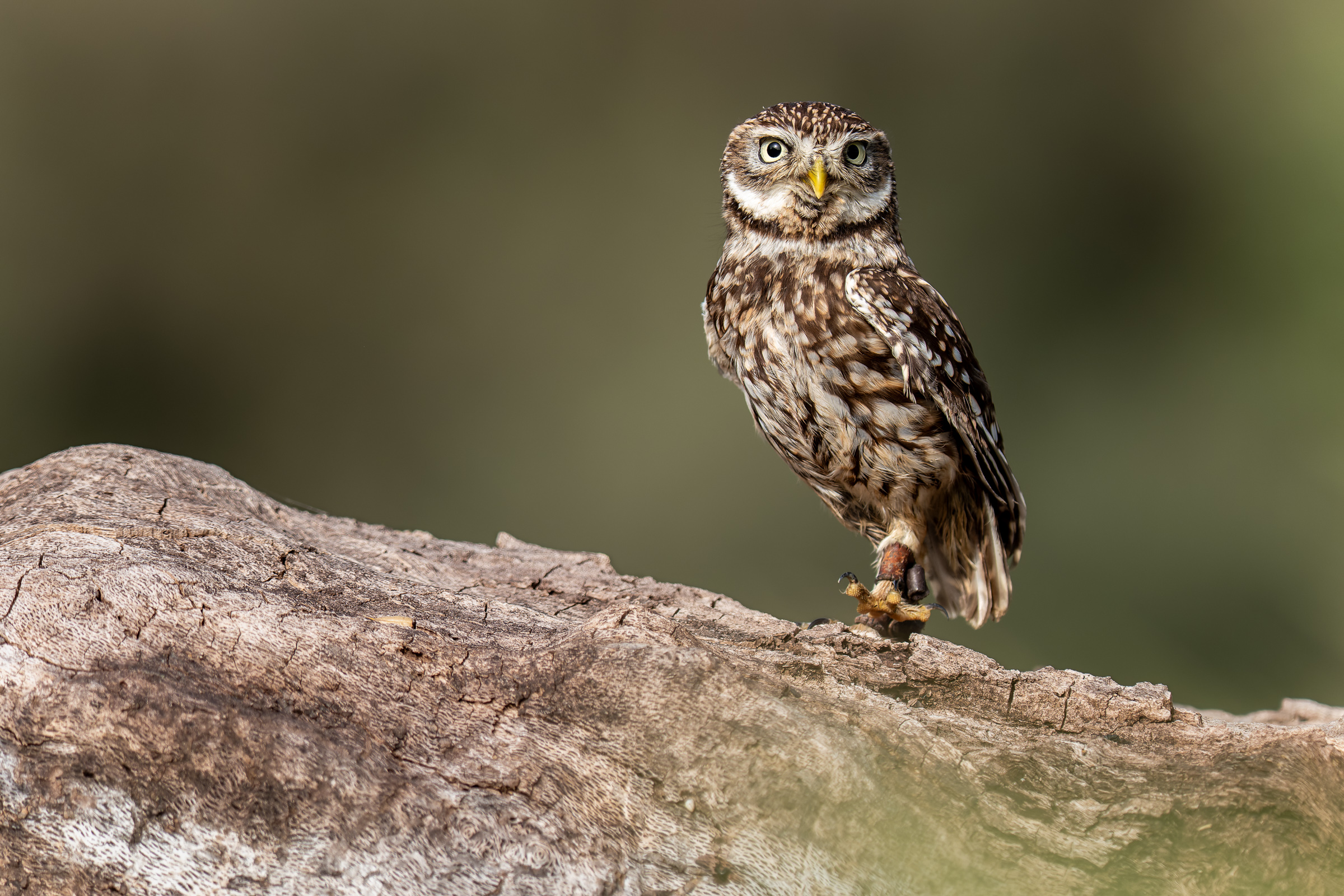 Bernard Crampon Photography - 2023-02-18 Taller de Rapaces_2950-2-RAF_DxO_DeepPRIME