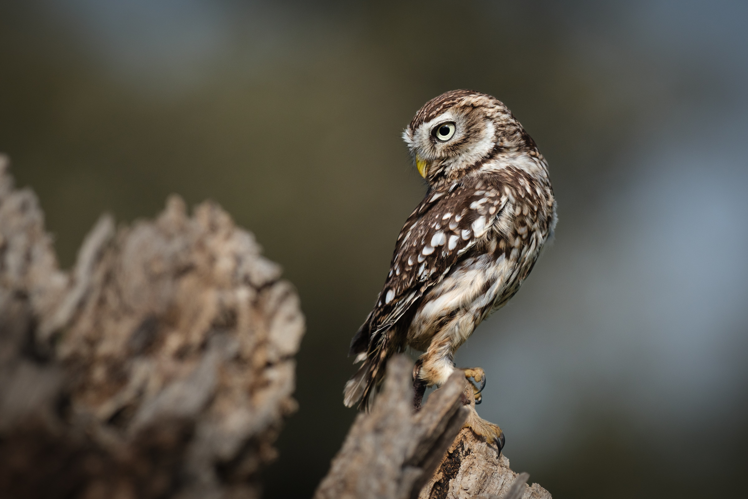 Bernard Crampon Photography - 2023-02-18 Taller de Rapaces_3482-2