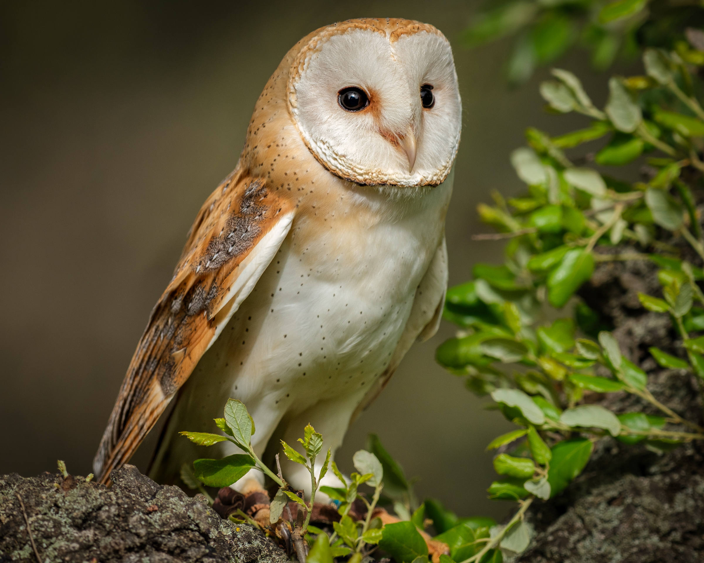 Bernard Crampon Photography - 2023-02-18 Taller de Rapaces_3812