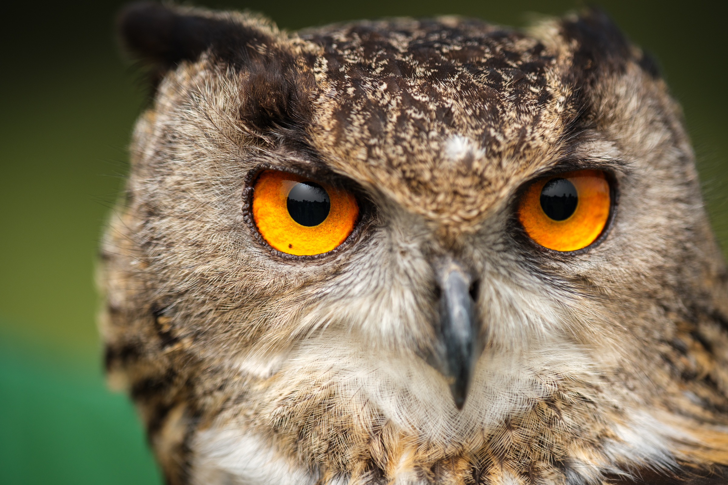 Bernard Crampon Photography - 2023-02-18 Taller de Rapaces_4614