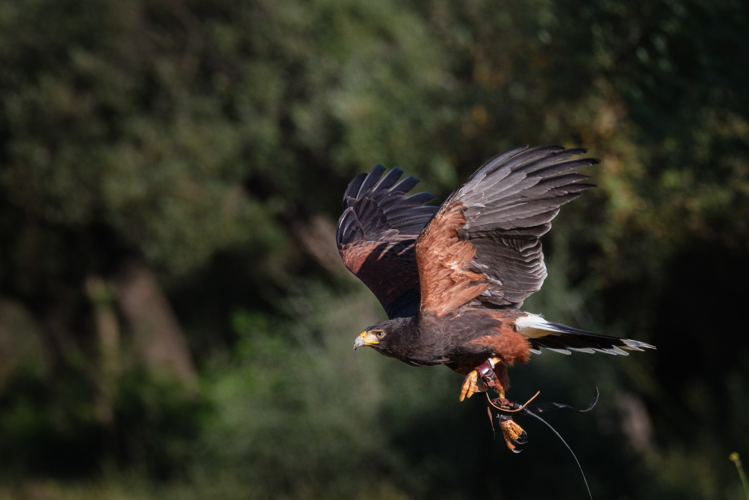 Bernard Crampon Photography - 2023-04-23 Rapaces_2042