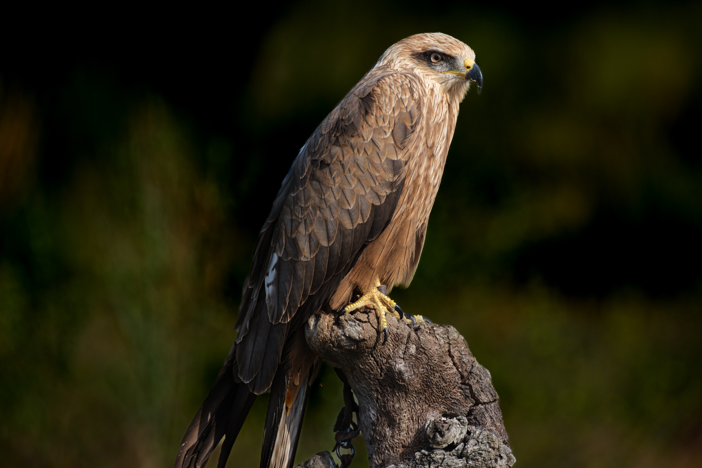 Bernard Crampon Photography - 2023-04-23 Rapaces_2155