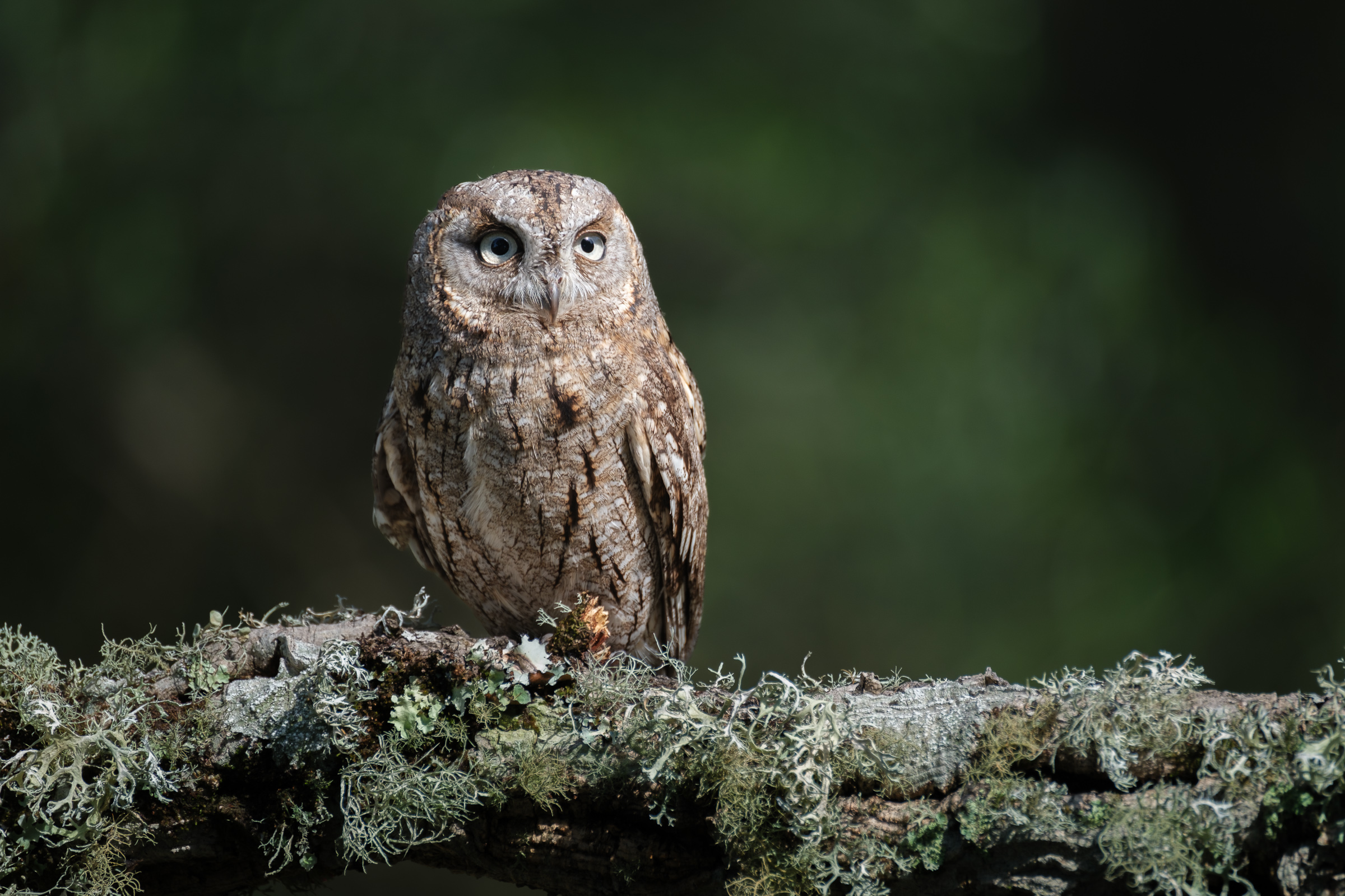 Bernard Crampon Photography - 2023-04-23 Rapaces_2242