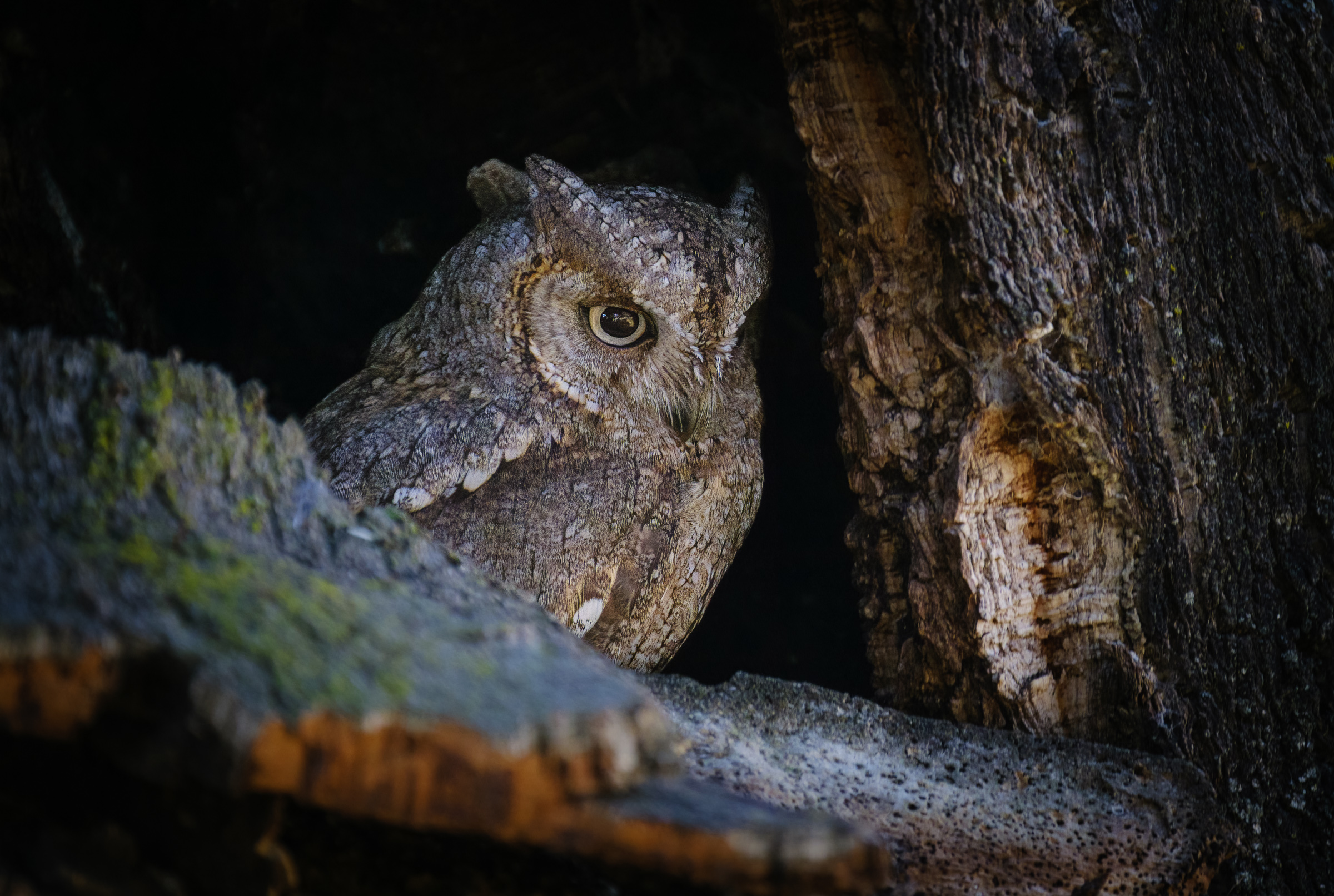 Bernard Crampon Photography - 2023-04-23 Rapaces_2662