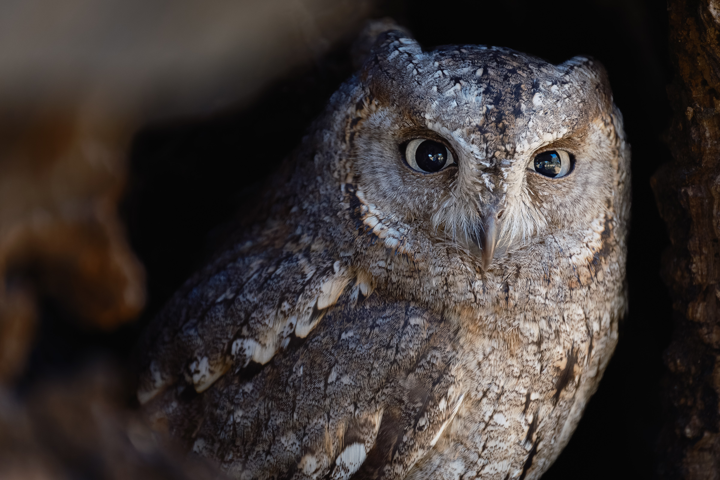 Bernard Crampon Photography - 2023-04-23 Rapaces_2847-RAF_DxO_DeepPRIME