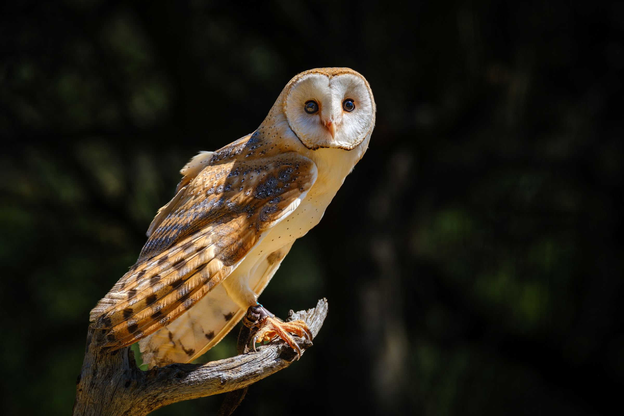 Bernard Crampon Photography - 2023-04-23 Rapaces_2954