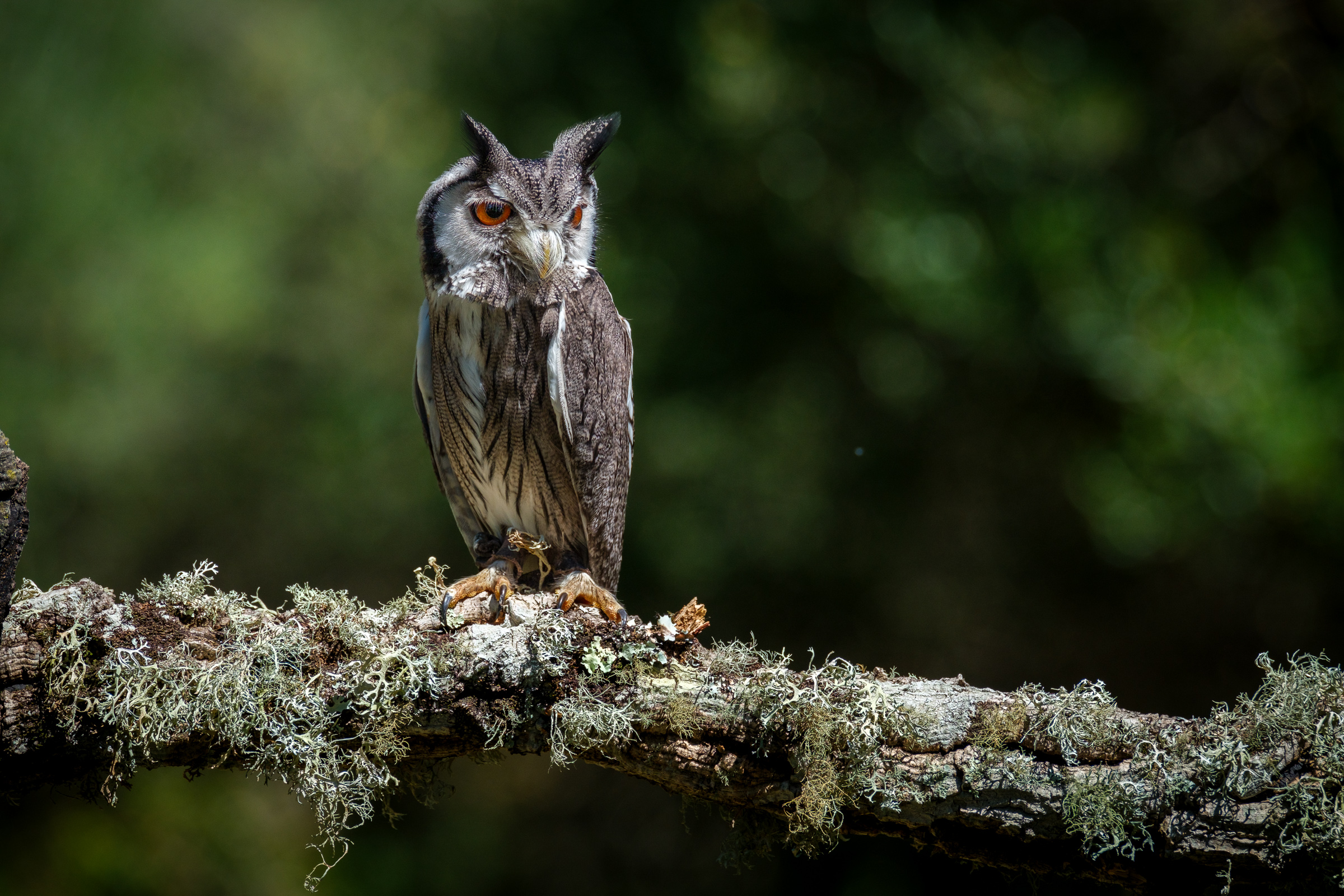 Bernard Crampon Photography - 2023-04-23 Rapaces_3089