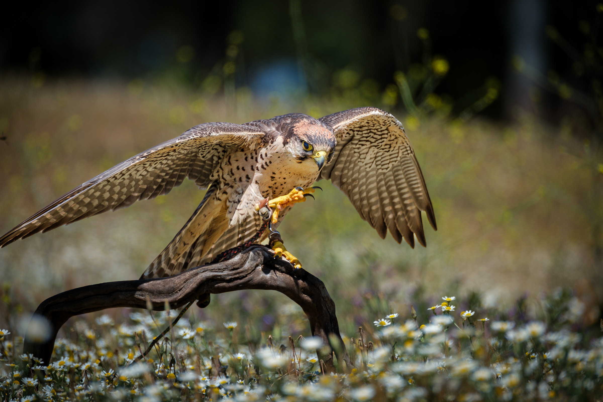 Bernard Crampon Photography - 2023-04-23 Rapaces_3288