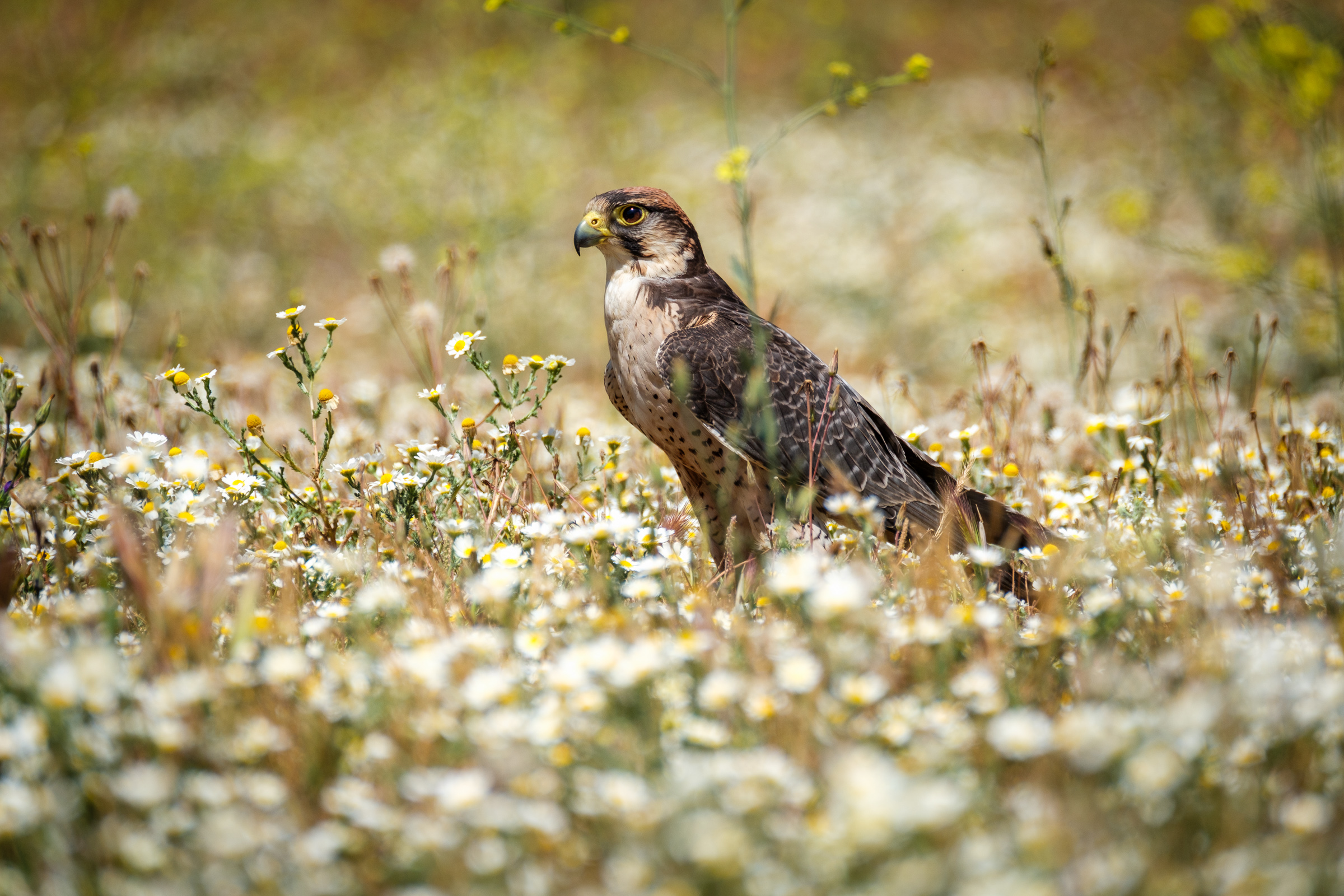 Bernard Crampon Photography - 2023-04-23 Rapaces_3327