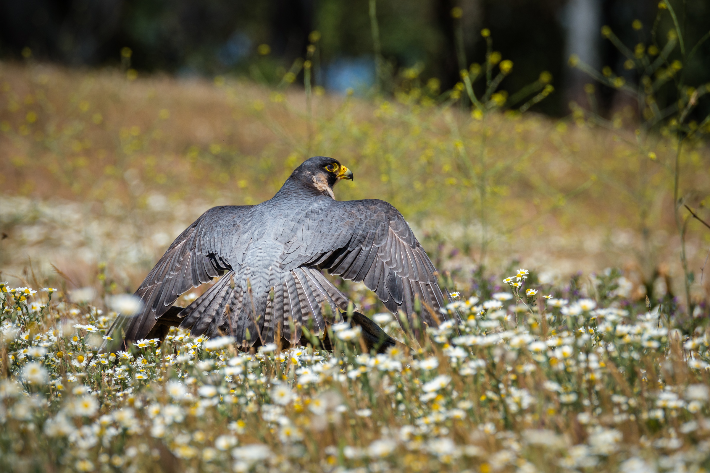 Bernard Crampon Photography - 2023-04-23 Rapaces_3373