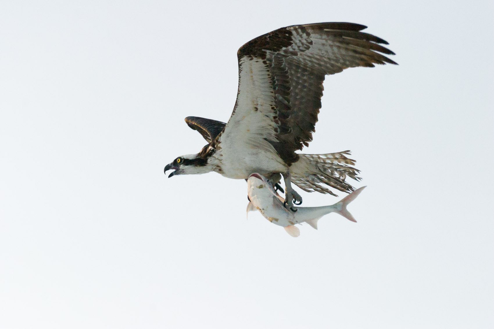 Bernard Crampon Photography - CRW_0831